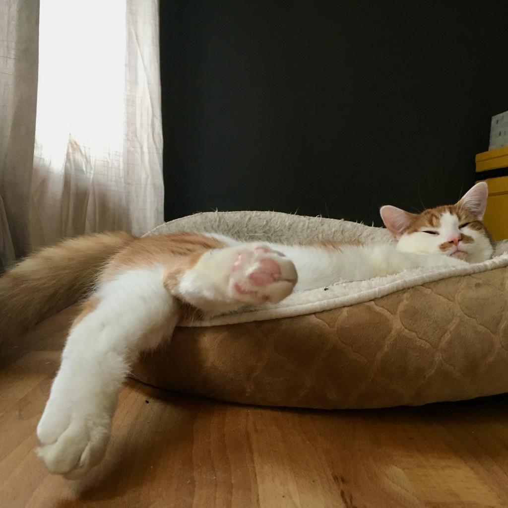 Enlarge Otis, a Adoptable Domestic Short Hair in Germantown, MD image 2/4