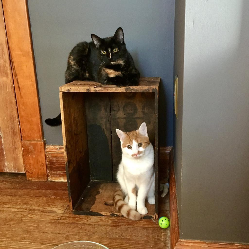 Otis, Adoptable, Adult Male Domestic Short Hair.