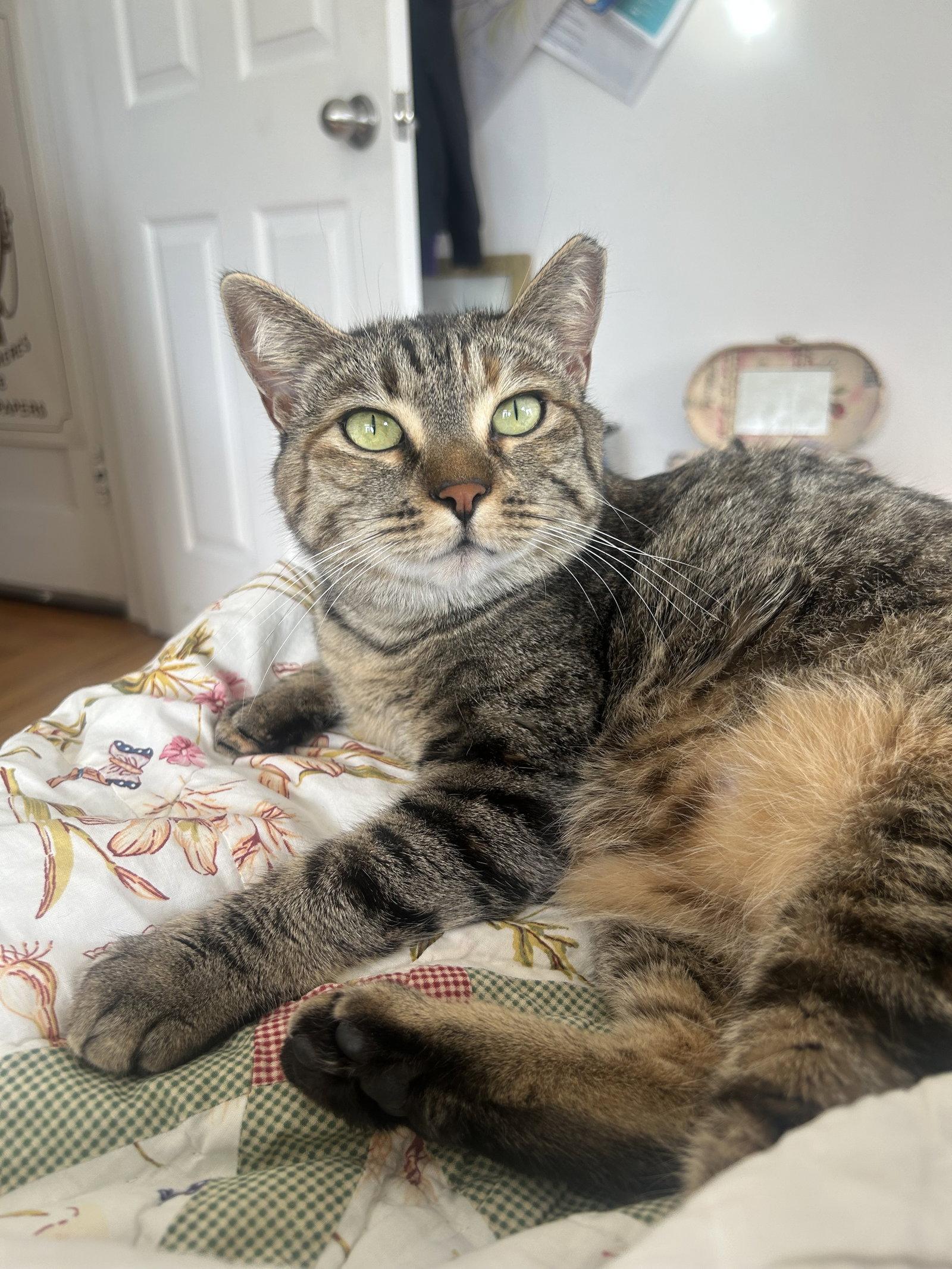 Emmy, Adoptable, Adult Female Domestic Short Hair.