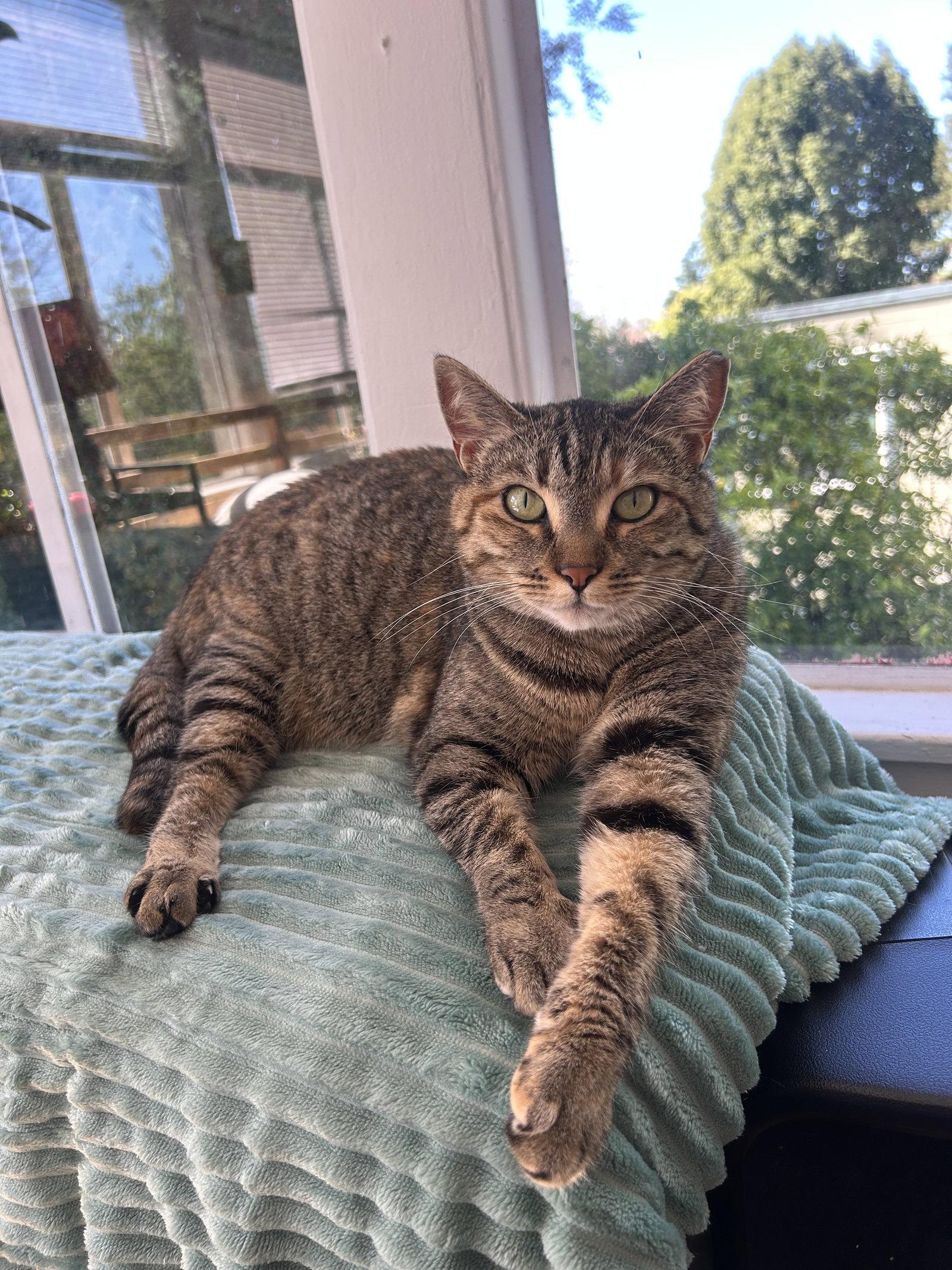 Enlarge Emmy, a Adoptable Domestic Short Hair in Oakland, CA image 2/3