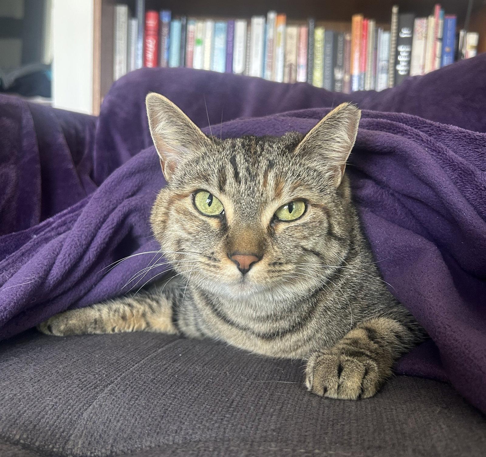 Enlarge Emmy, a Adoptable Domestic Short Hair in Oakland, CA image 3/3