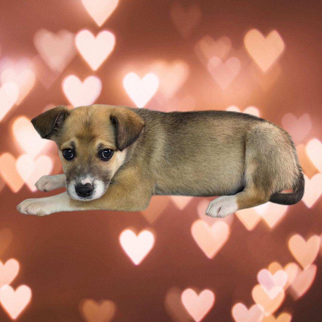 Enlarge Female Medium Sized Mixed Breed Pup, a ADOPTABLE mixed breed in Dallas, GA image 1/1