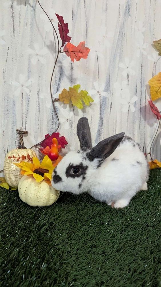 Harvey, a Adoptable mixed breed in Pasco, WA image 2/6