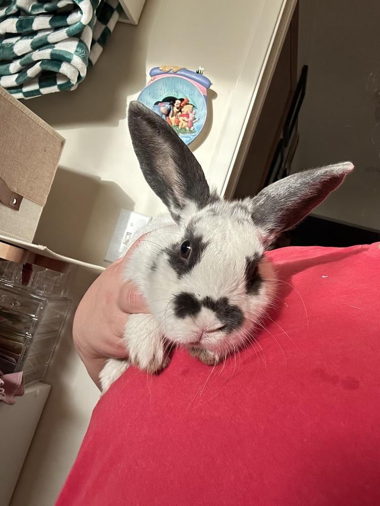 Harvey, a Adoptable mixed breed in Pasco, WA image 3/6