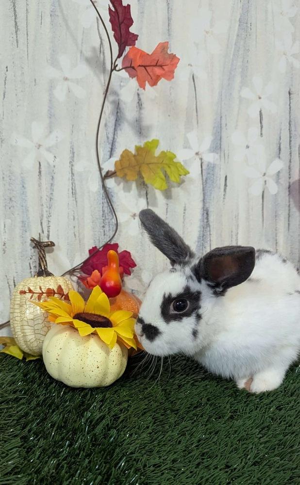 Harvey, a Adoptable mixed breed in Pasco, WA image 4/6