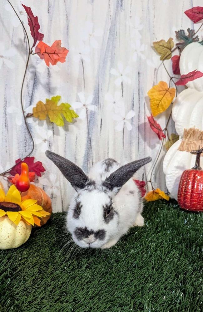 Harvey, a Adoptable mixed breed in Pasco, WA image 5/6