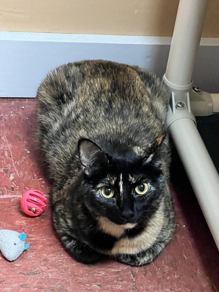 Matilda, Adoptable, Adult Female Domestic Short Hair.