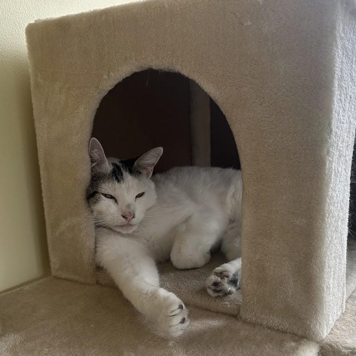 Enlarge Moo Moo O'Brien, a Adoptable mixed breed in Denver, CO image 2/4