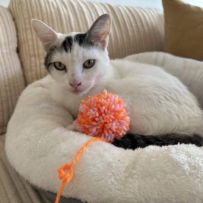 Moo Moo O'Brien, Adoptable, Young Female Domestic Short Hair.