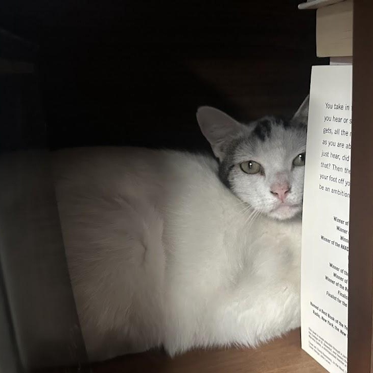 Enlarge Moo Moo O'Brien, a Adoptable mixed breed in Denver, CO image 3/4