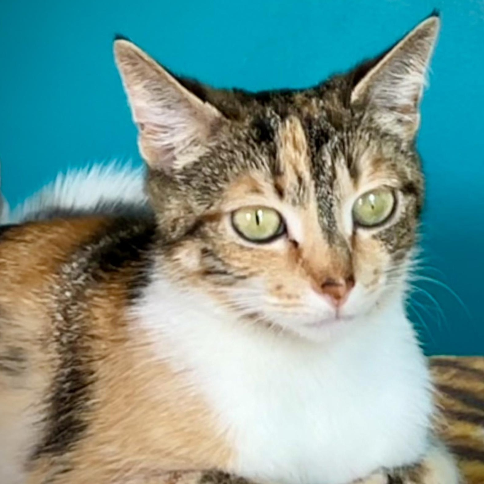 Enlarge Cindy Clawford, a Adoptable Tortoiseshell image 1/1