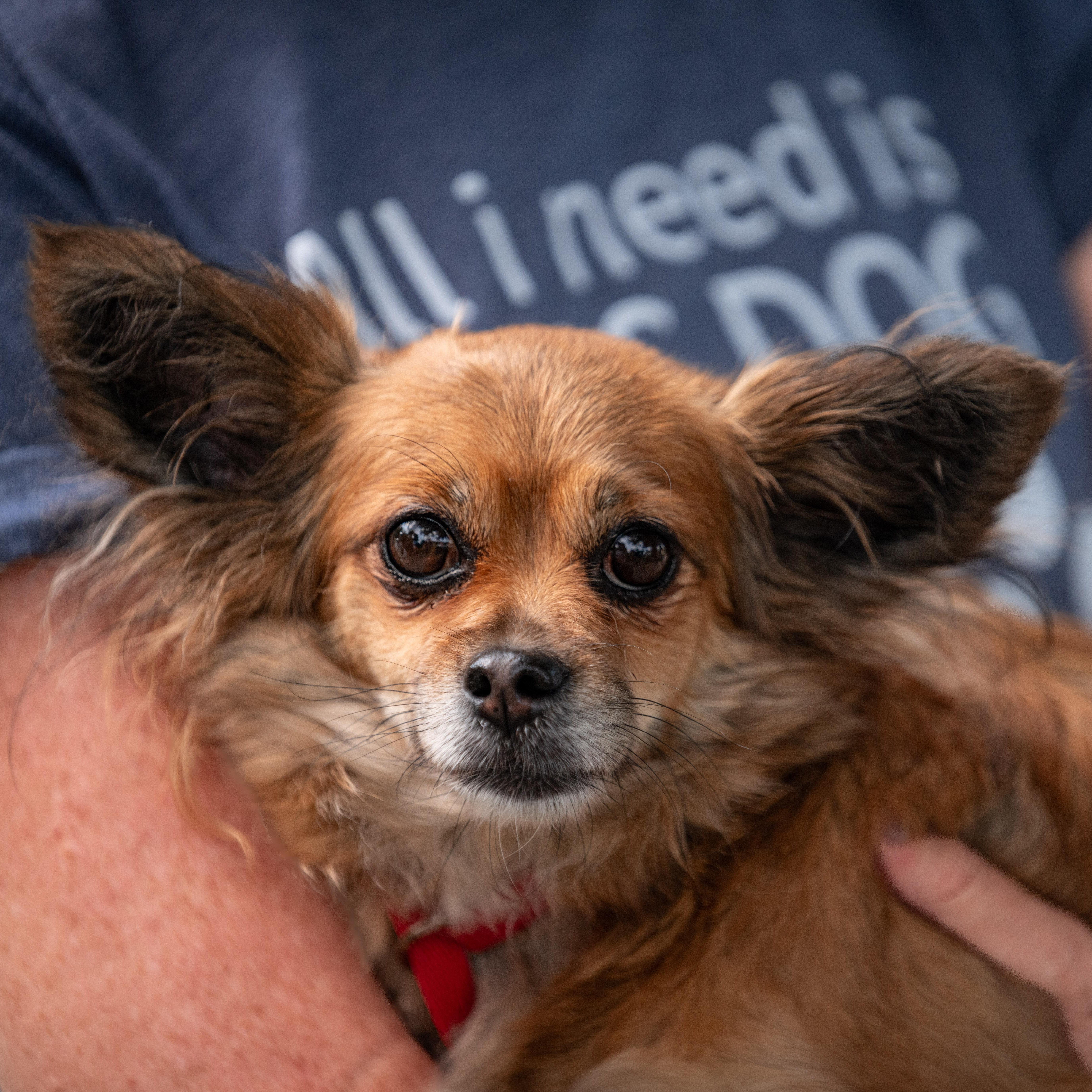 Enlarge Sunday, a Adoptable Mixed Breed in Chester Springs, PA image 1/3