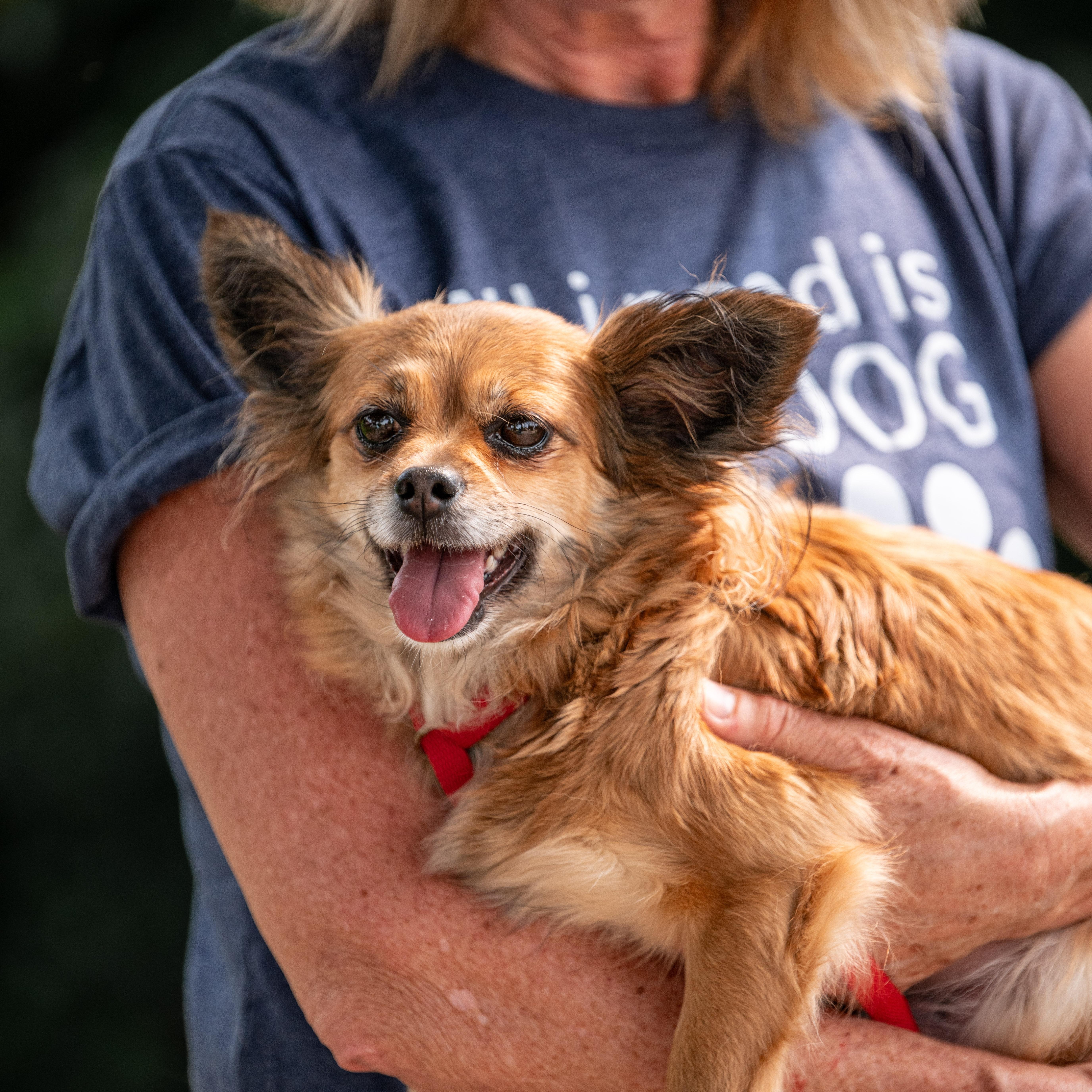 Enlarge Sunday, a Adoptable Mixed Breed in Chester Springs, PA image 3/3