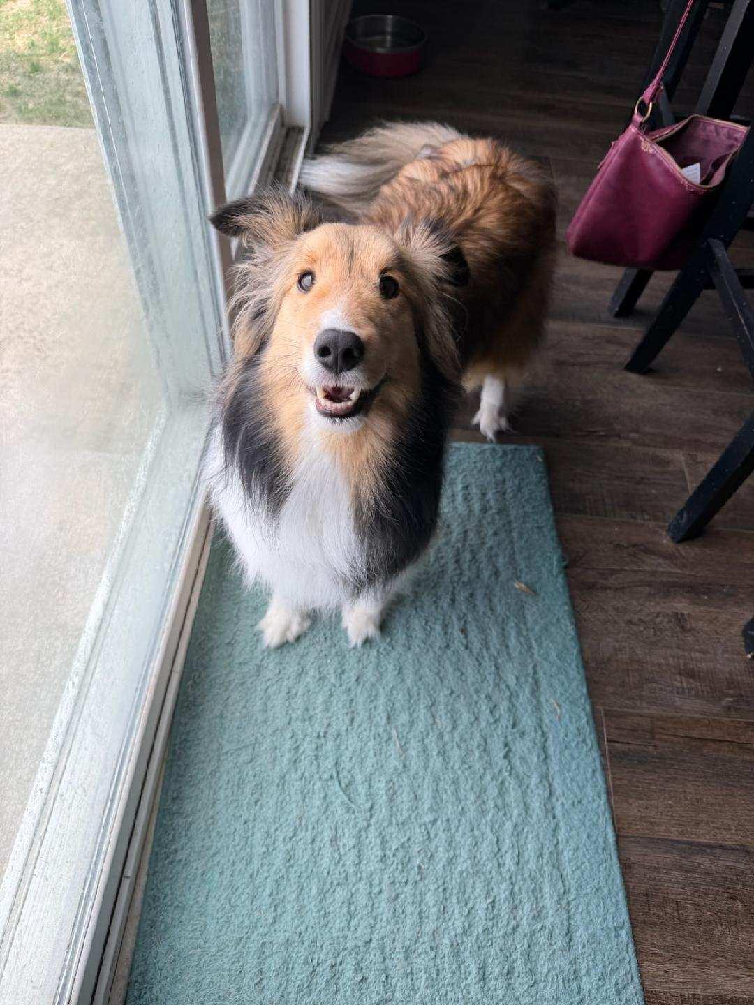 Enlarge MAGGIE (courtesy post), a ADOPTABLE Shetland Sheepdog / Sheltie in Rossford, OH image 2/2