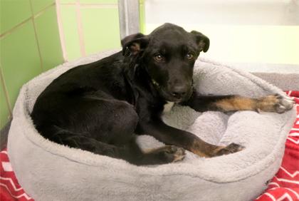 Patricia, Adoptable, Puppy Female Shepherd & Mixed Breed.
