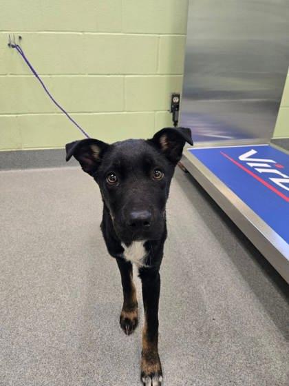 Enlarge Patricia, a Adoptable mixed breed in Longview, TX image 2/2