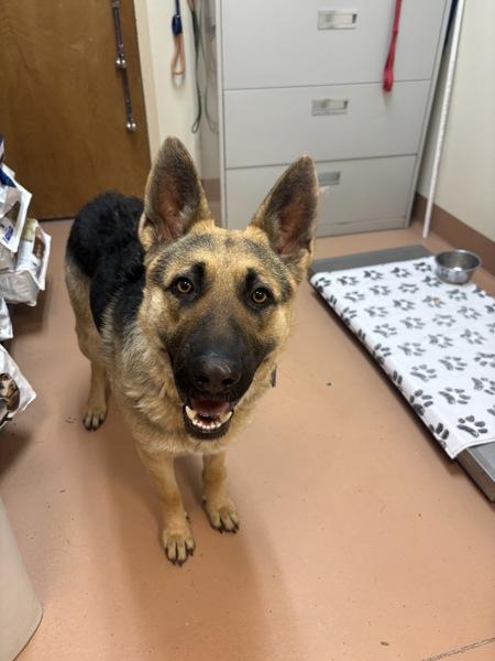 Enlarge Lanie, a Adoptable German Shepherd Dog in Kennewick, WA image 1/1
