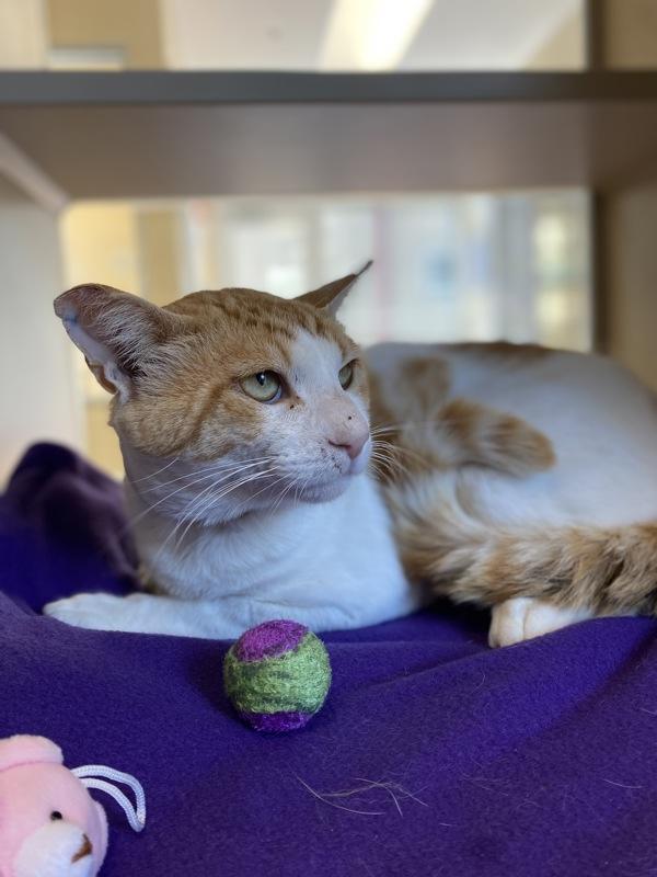 Stang, Adoptable, Adult Male Domestic Short Hair.