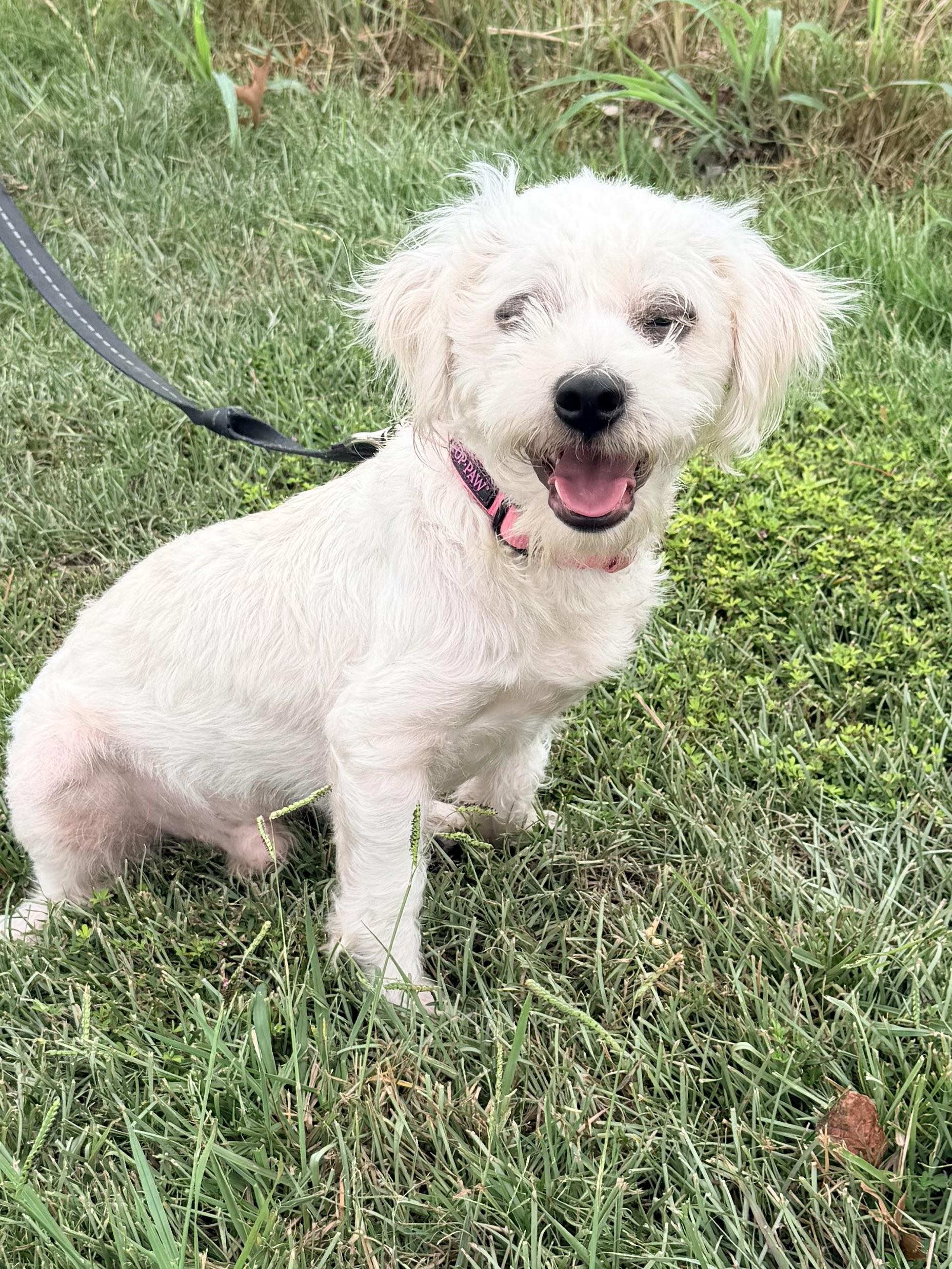 Sutton, Adoptable, Adult Male Poodle.