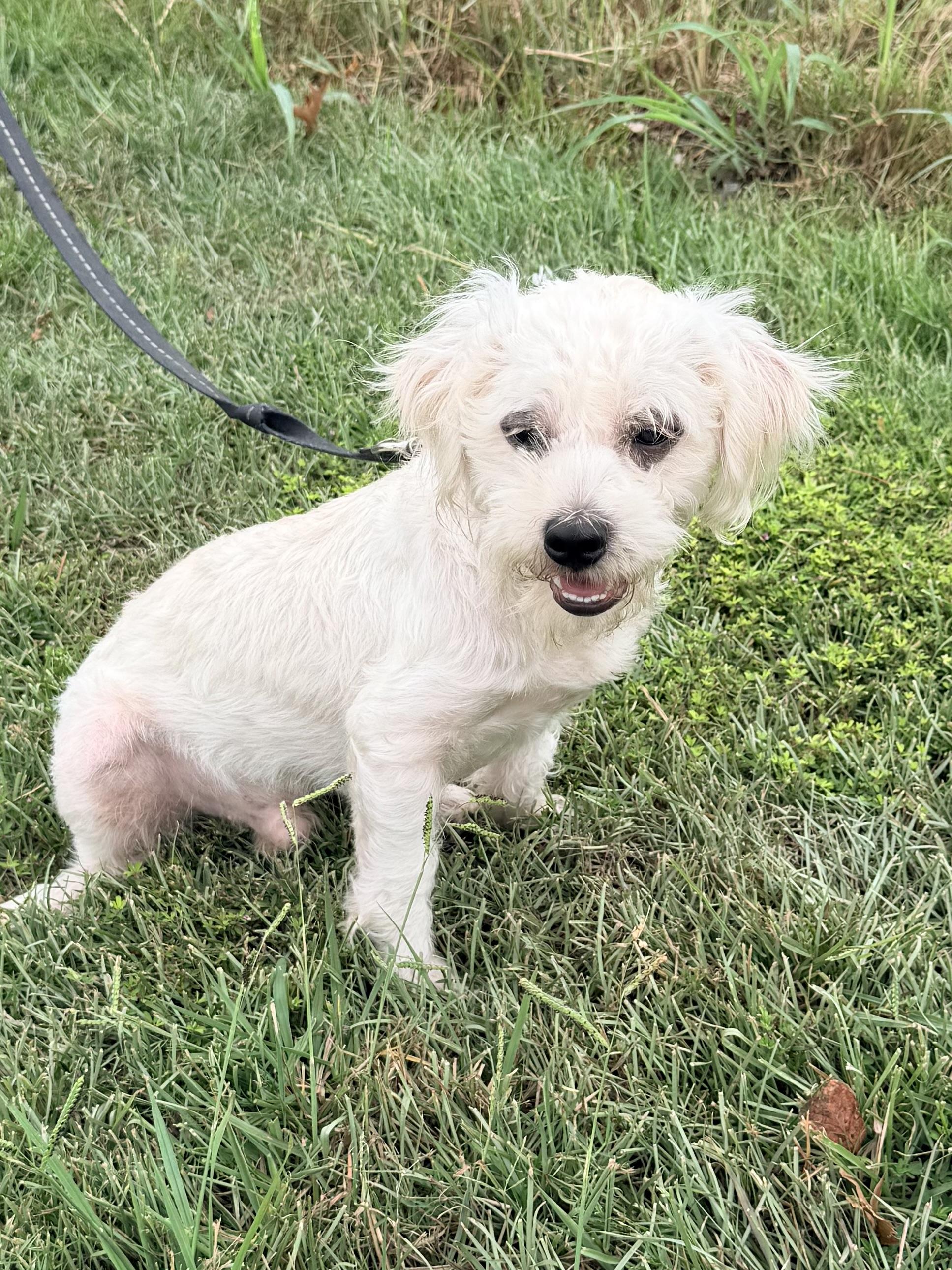 Enlarge Sutton, a Adoptable mixed breed in Baker, LA image 6/6