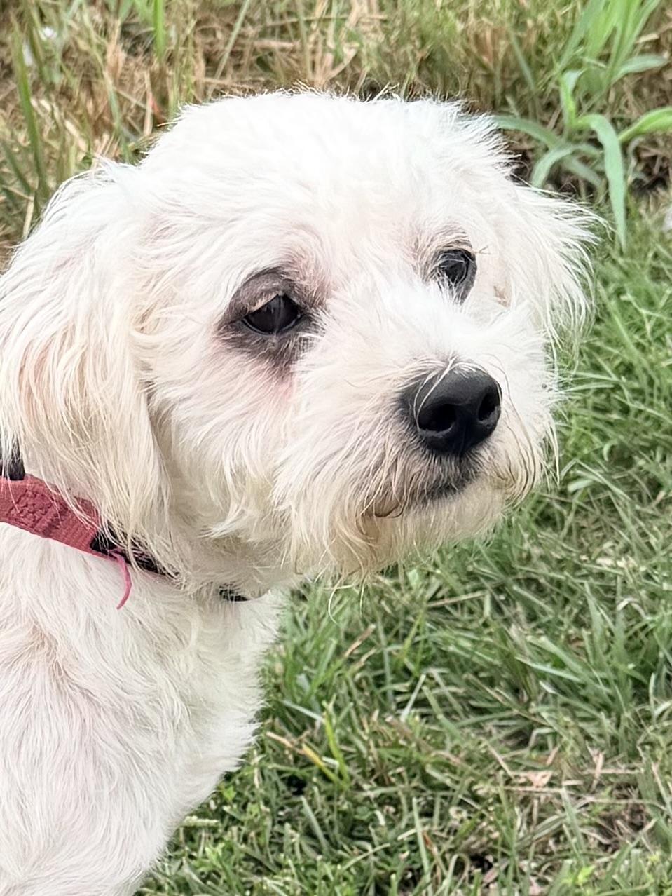 Enlarge Sutton, a Adoptable mixed breed in Baker, LA image 3/6
