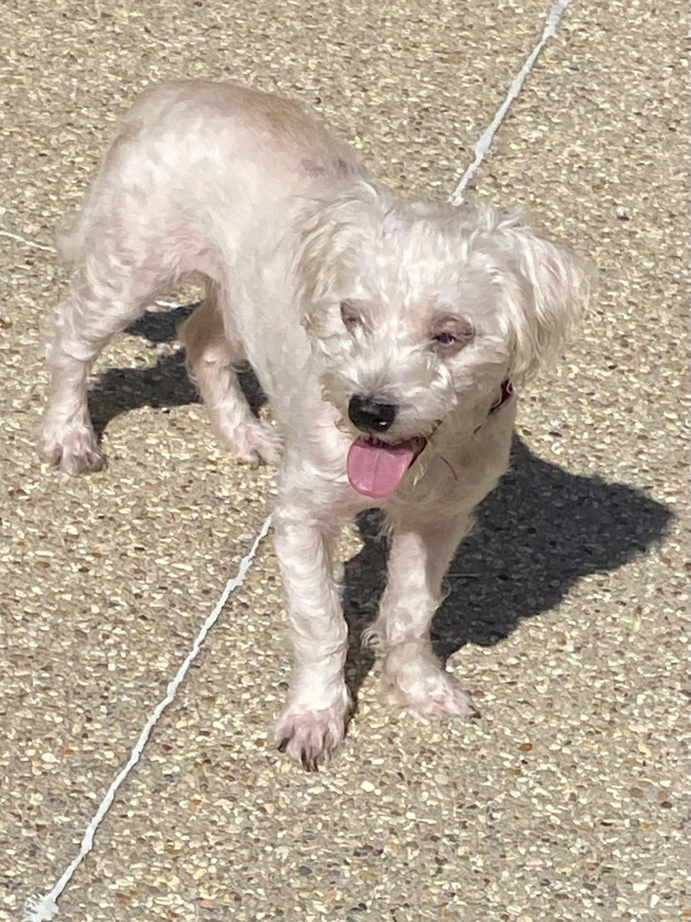 Enlarge Sutton, a Adoptable mixed breed in Baker, LA image 2/6