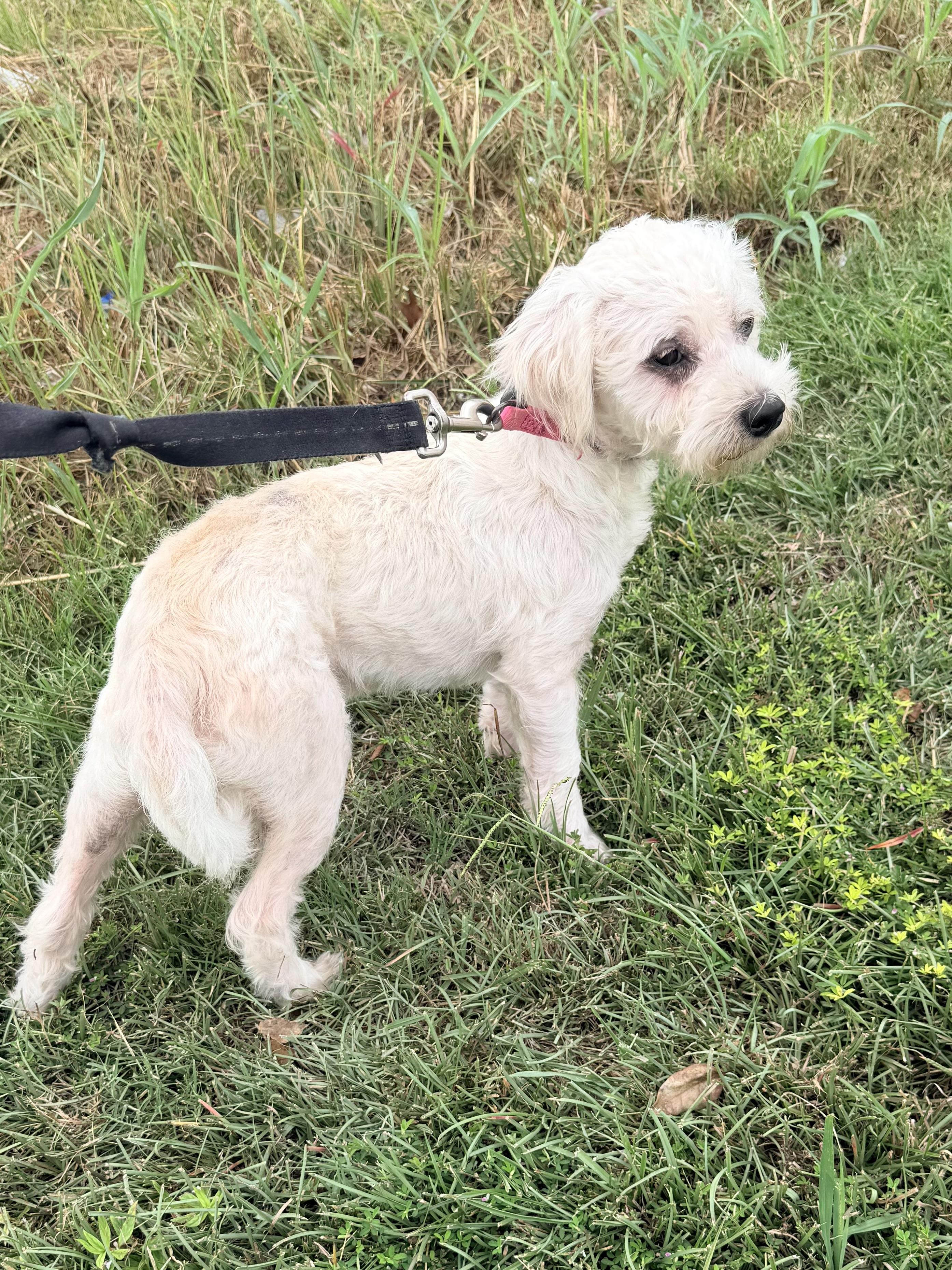 Enlarge Sutton, a Adoptable mixed breed in Baker, LA image 5/6