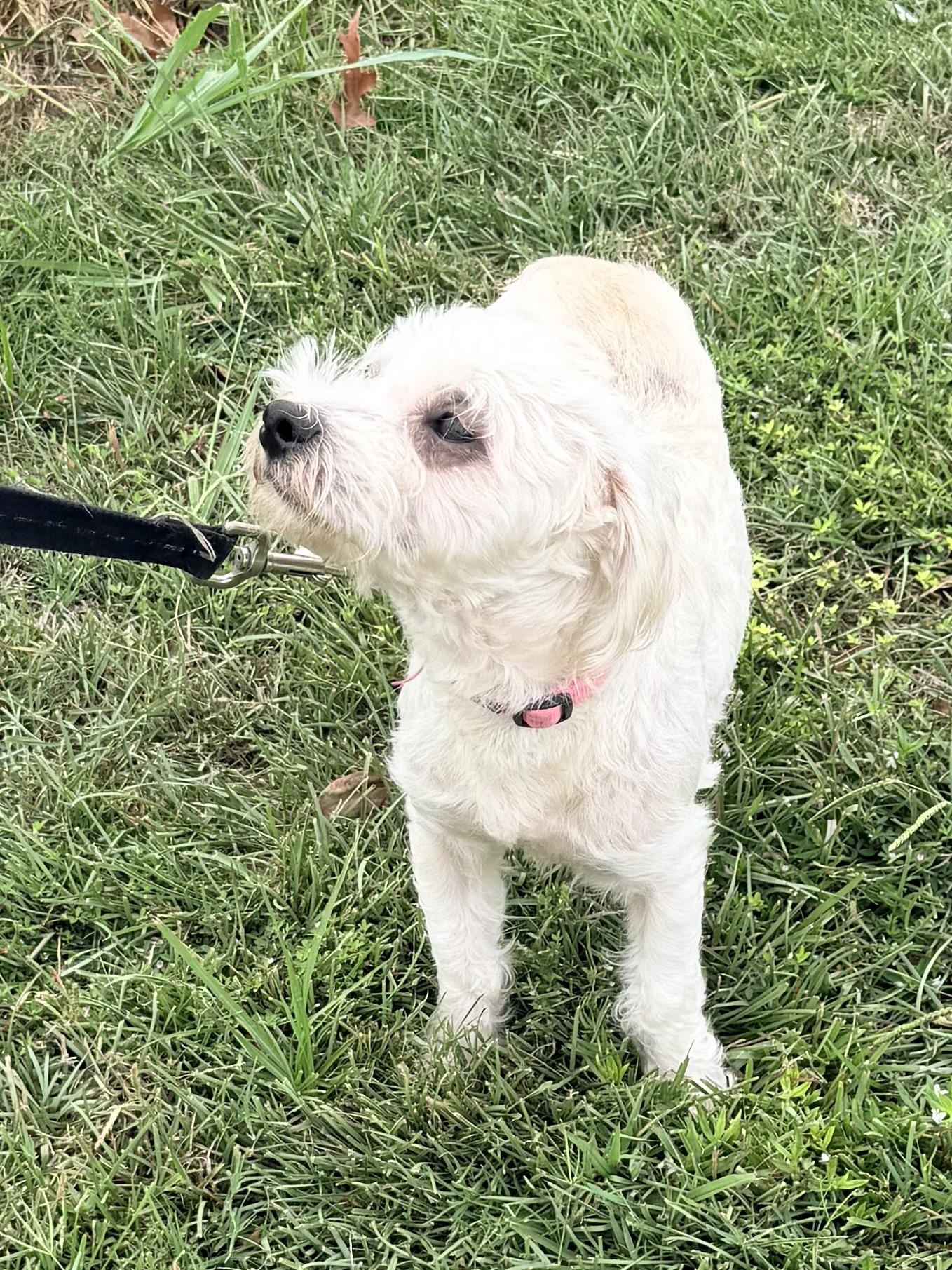 Enlarge Sutton, a Adoptable mixed breed in Baker, LA image 4/6