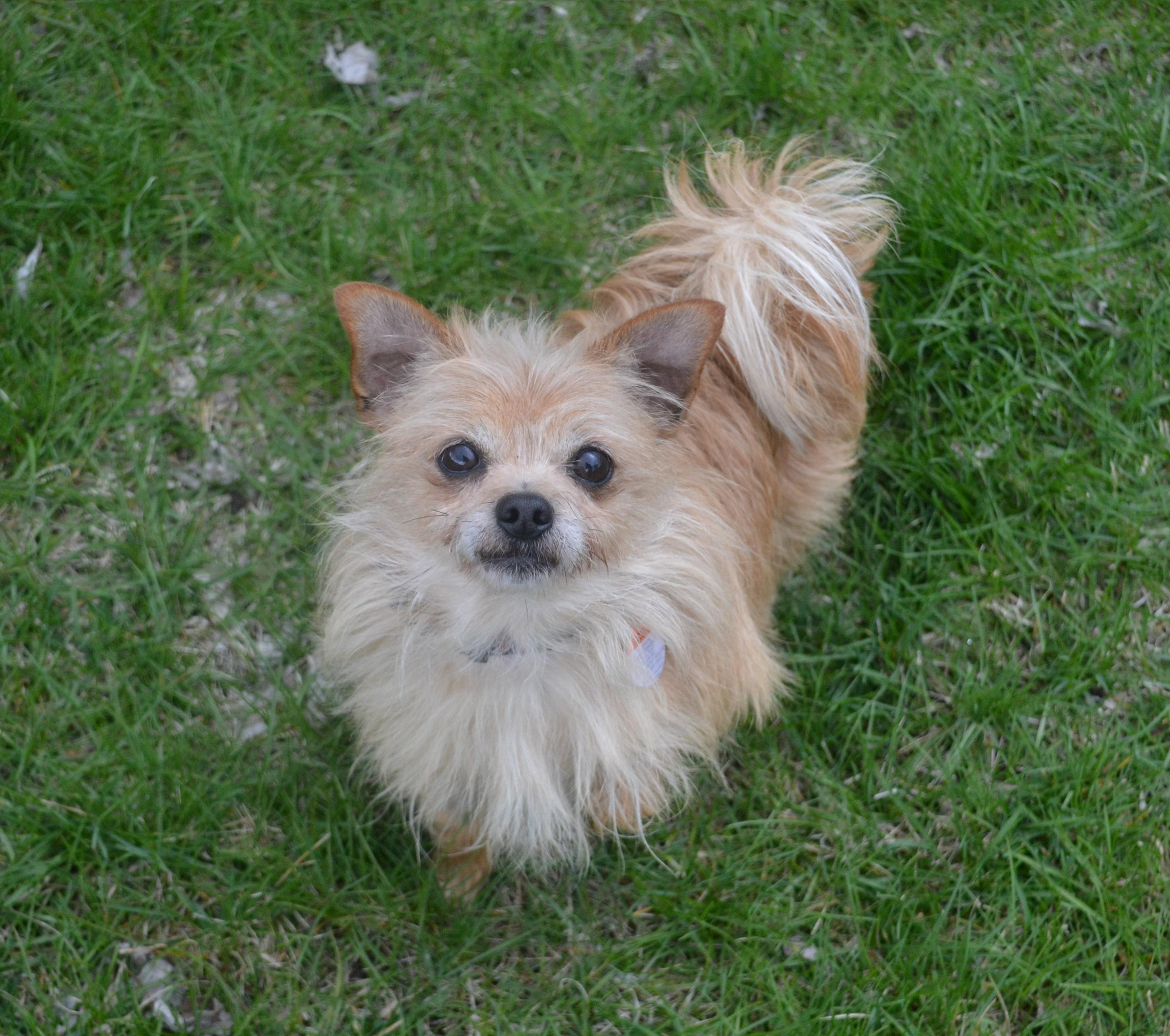Snoopy, ADOPTABLE, Adult Male Yorkshire Terrier & Chihuahua.