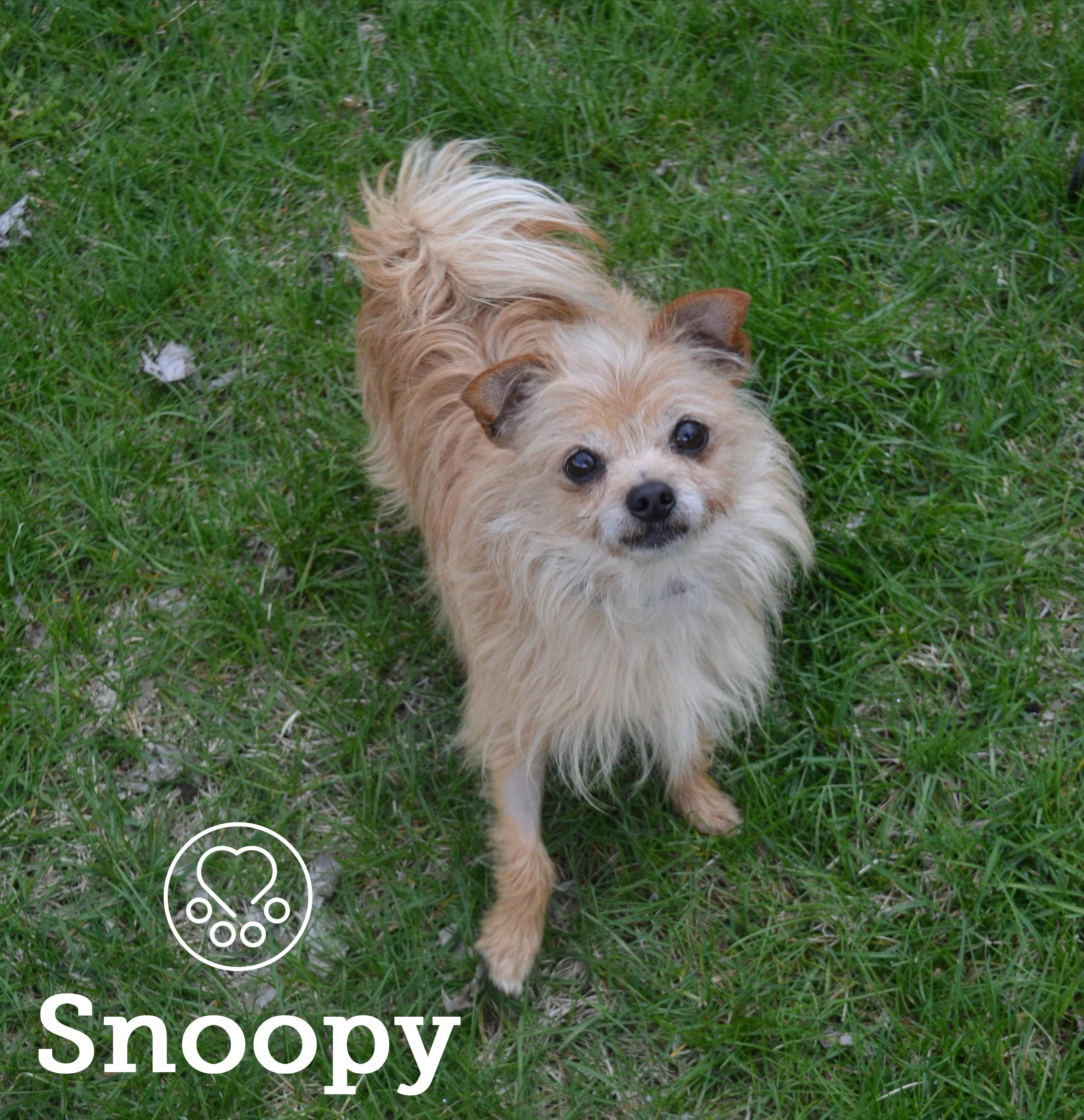 Enlarge Snoopy, a ADOPTABLE mixed breed in Anjou, QC image 2/2