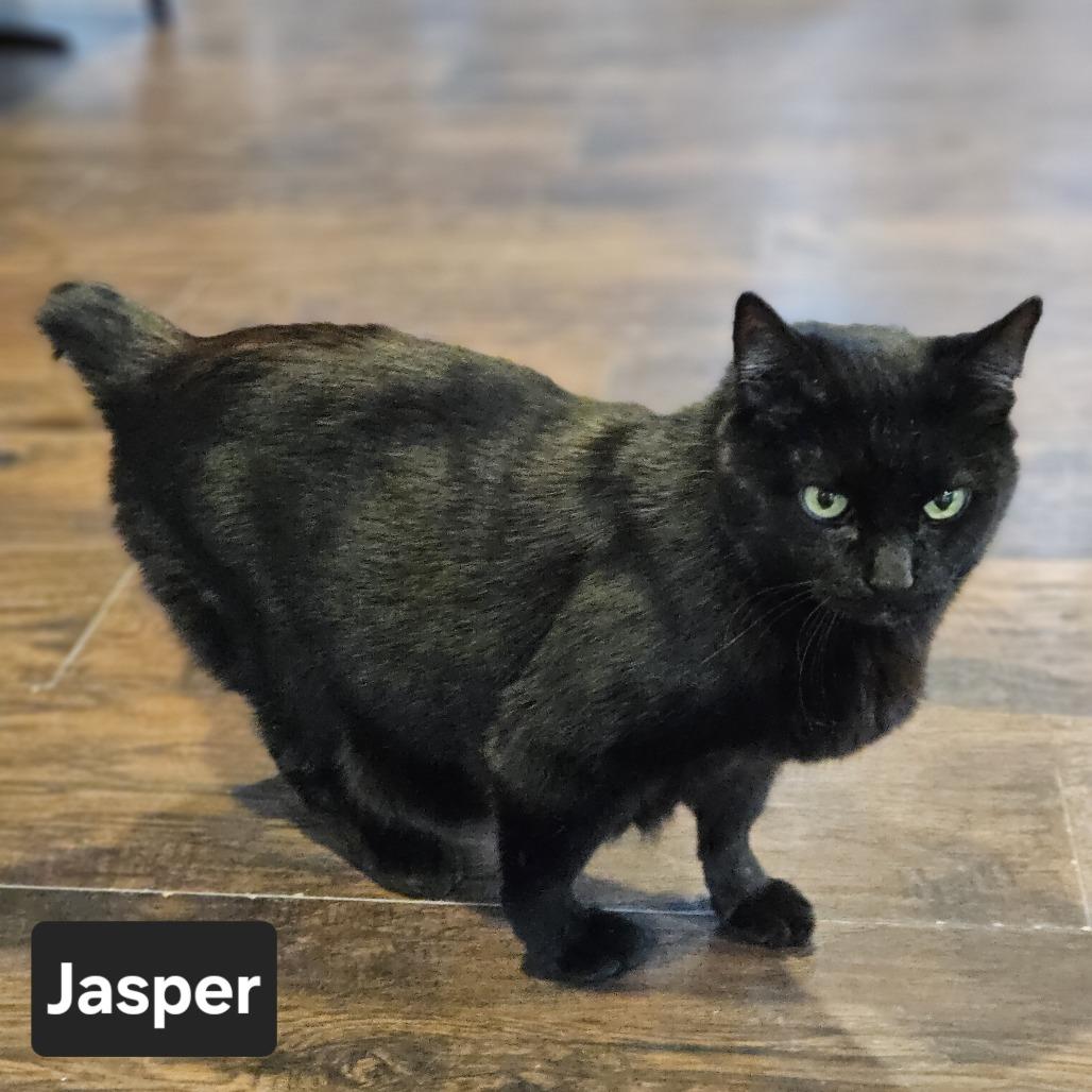 Jasper, Adoptable, Senior Male Domestic Short Hair & American Bobtail.