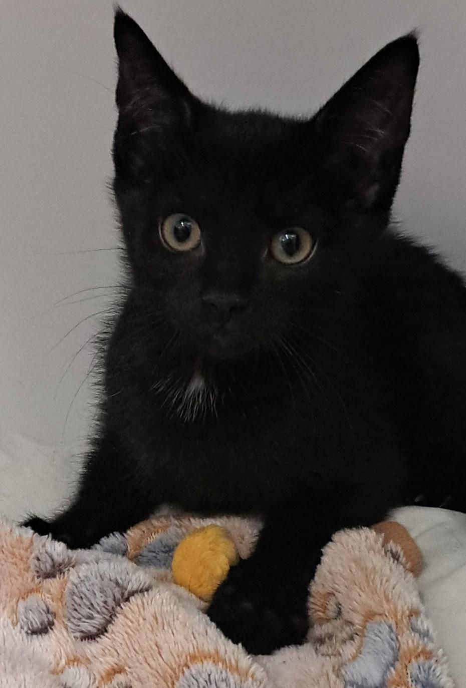 Inky, an adopted Domestic Short Hair in Buffalo, NY image 3/3