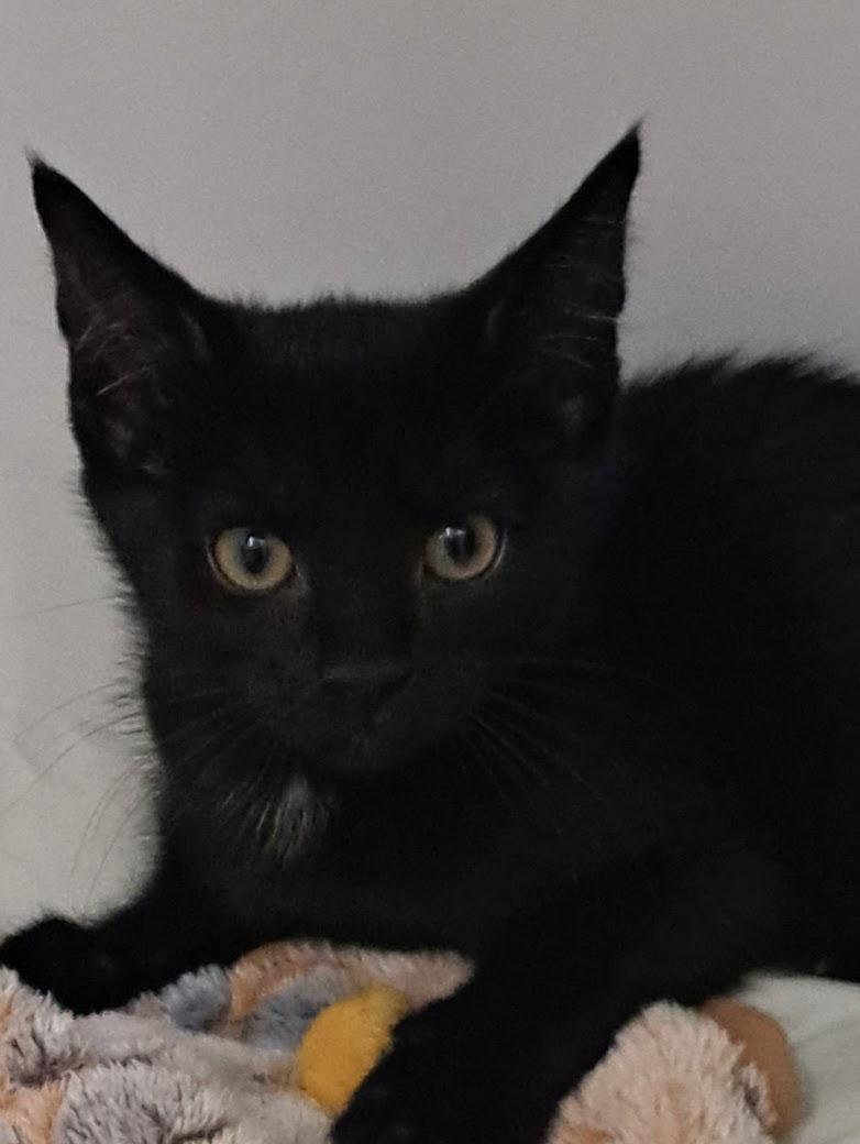 Inky, an adopted Domestic Short Hair in Buffalo, NY image 1/3