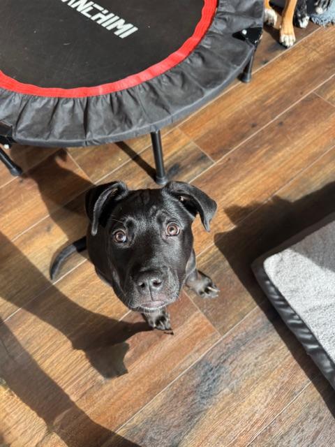 Cocoa, ADOPTABLE, Puppy Female Black Labrador Retriever & Great Dane.
