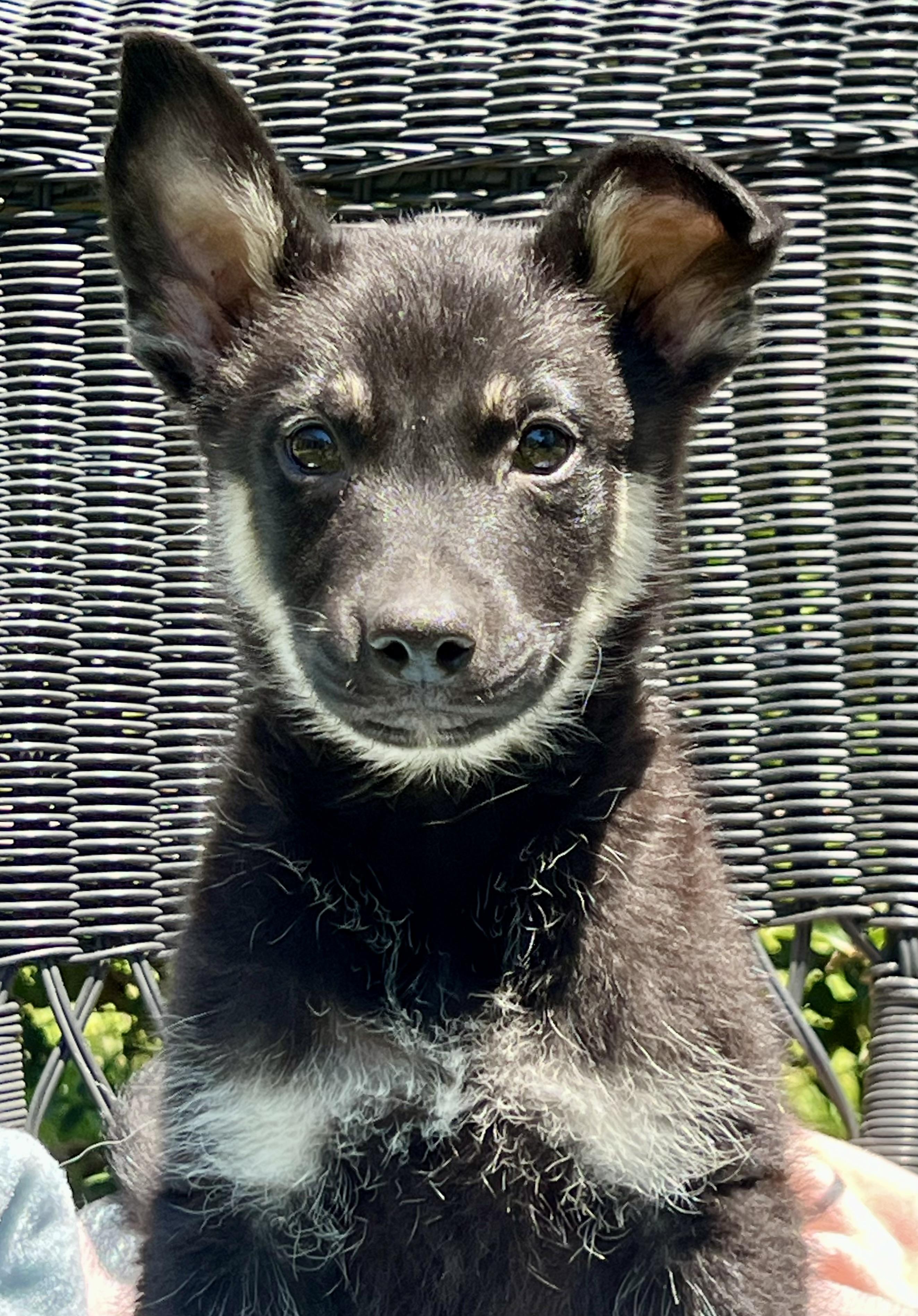 Johnny, a ADOPTABLE mixed breed in Mt Pleasant, SC image 6/6