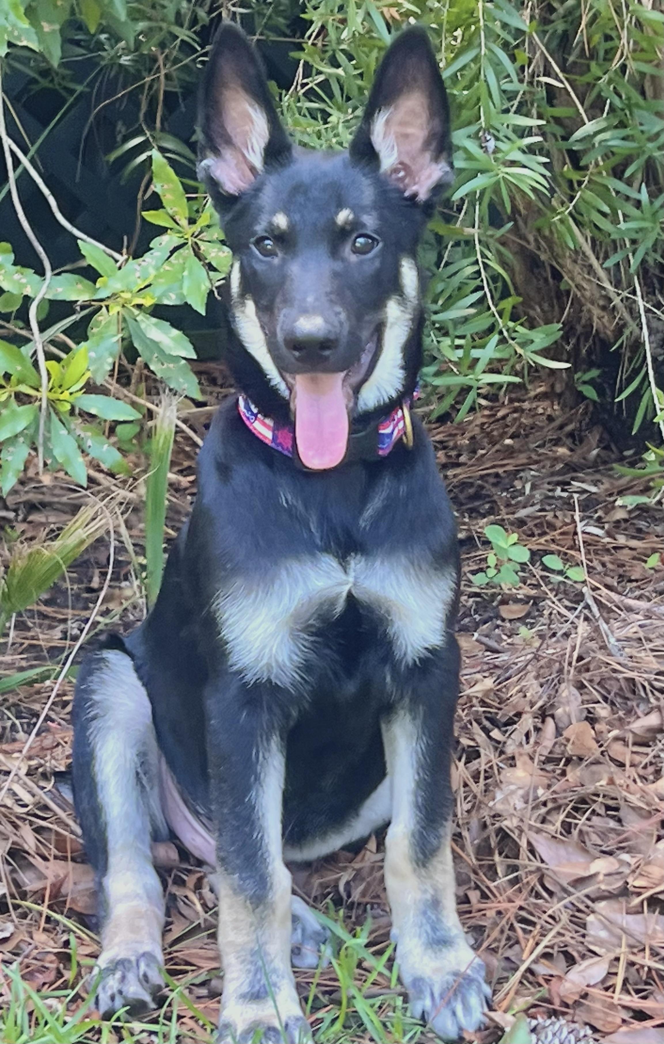 Johnny, a ADOPTABLE mixed breed in Mt Pleasant, SC image 3/6
