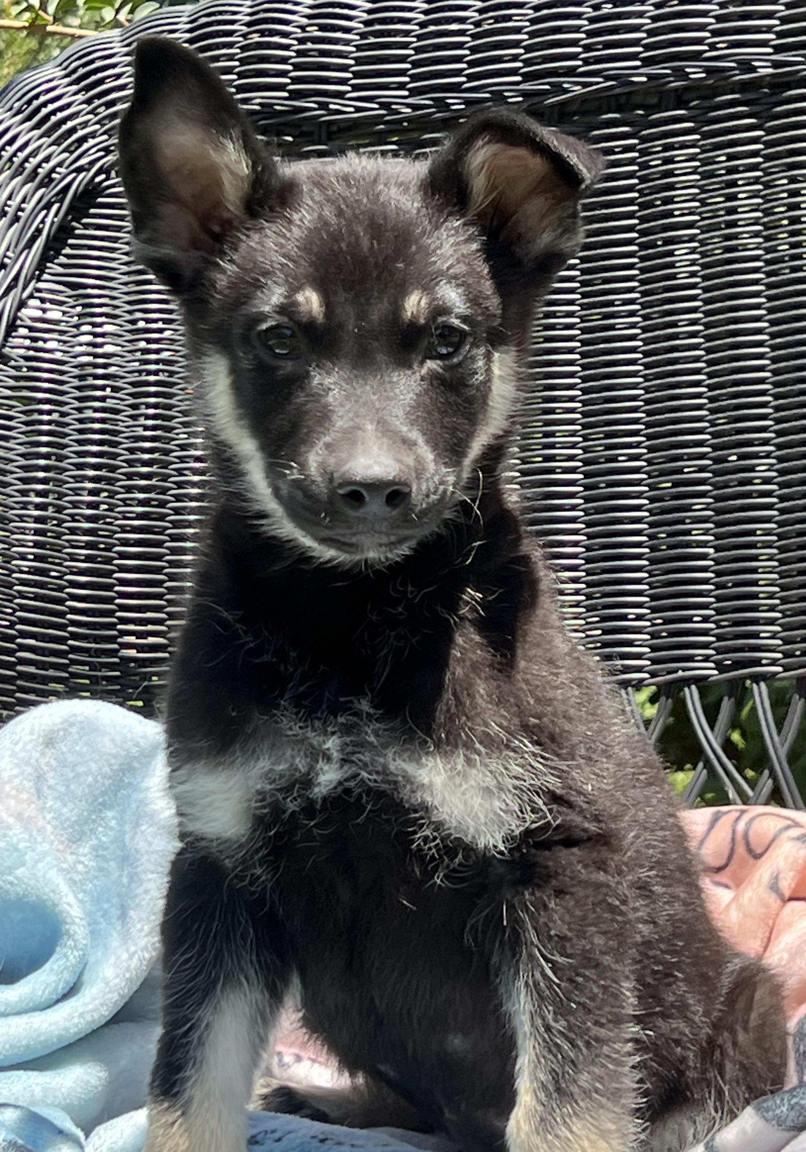 Johnny, a ADOPTABLE mixed breed in Mt Pleasant, SC image 4/6