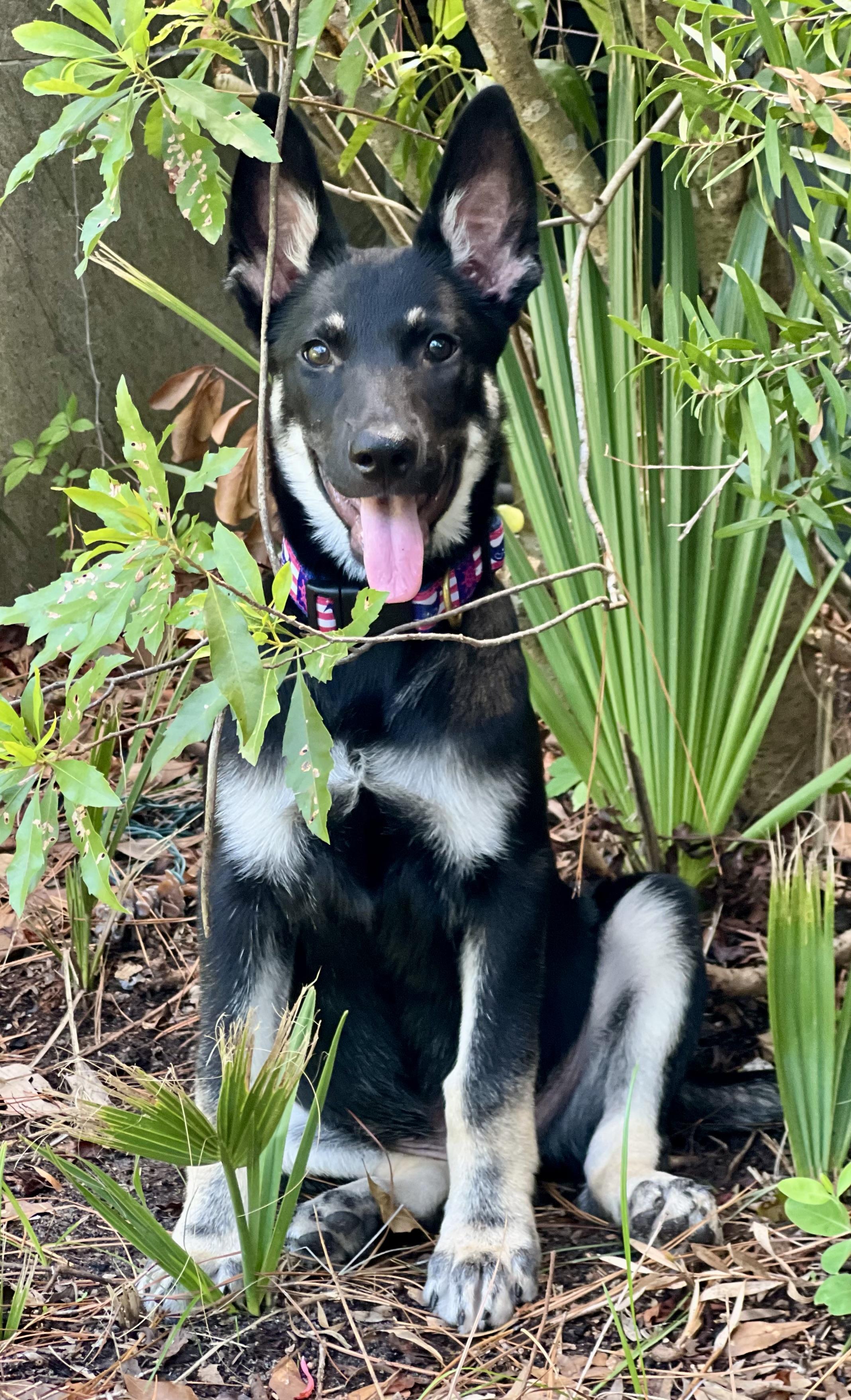 Johnny, a ADOPTABLE mixed breed in Mt Pleasant, SC image 2/6