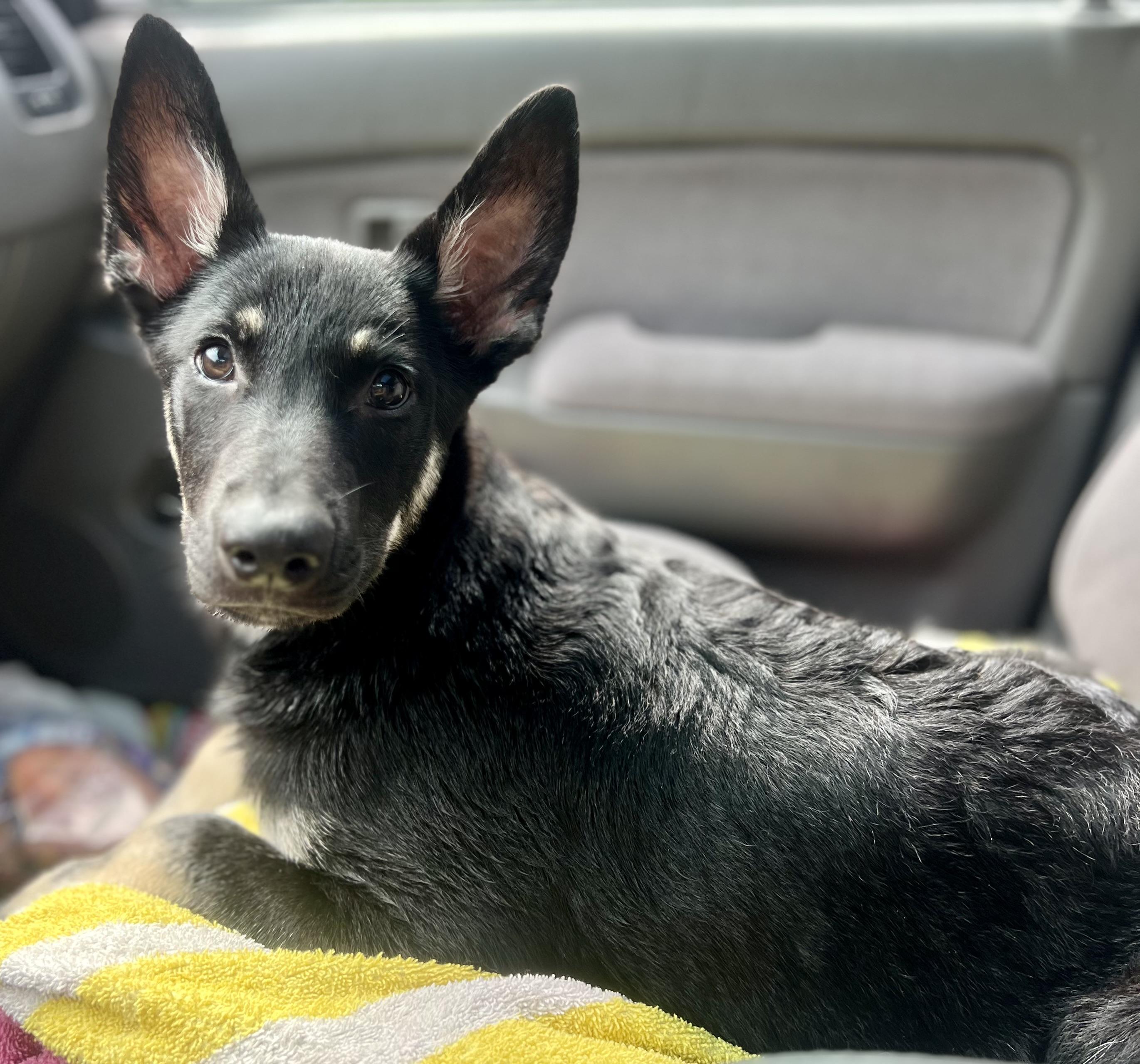 Johnny, a ADOPTABLE mixed breed in Mt Pleasant, SC image 5/6