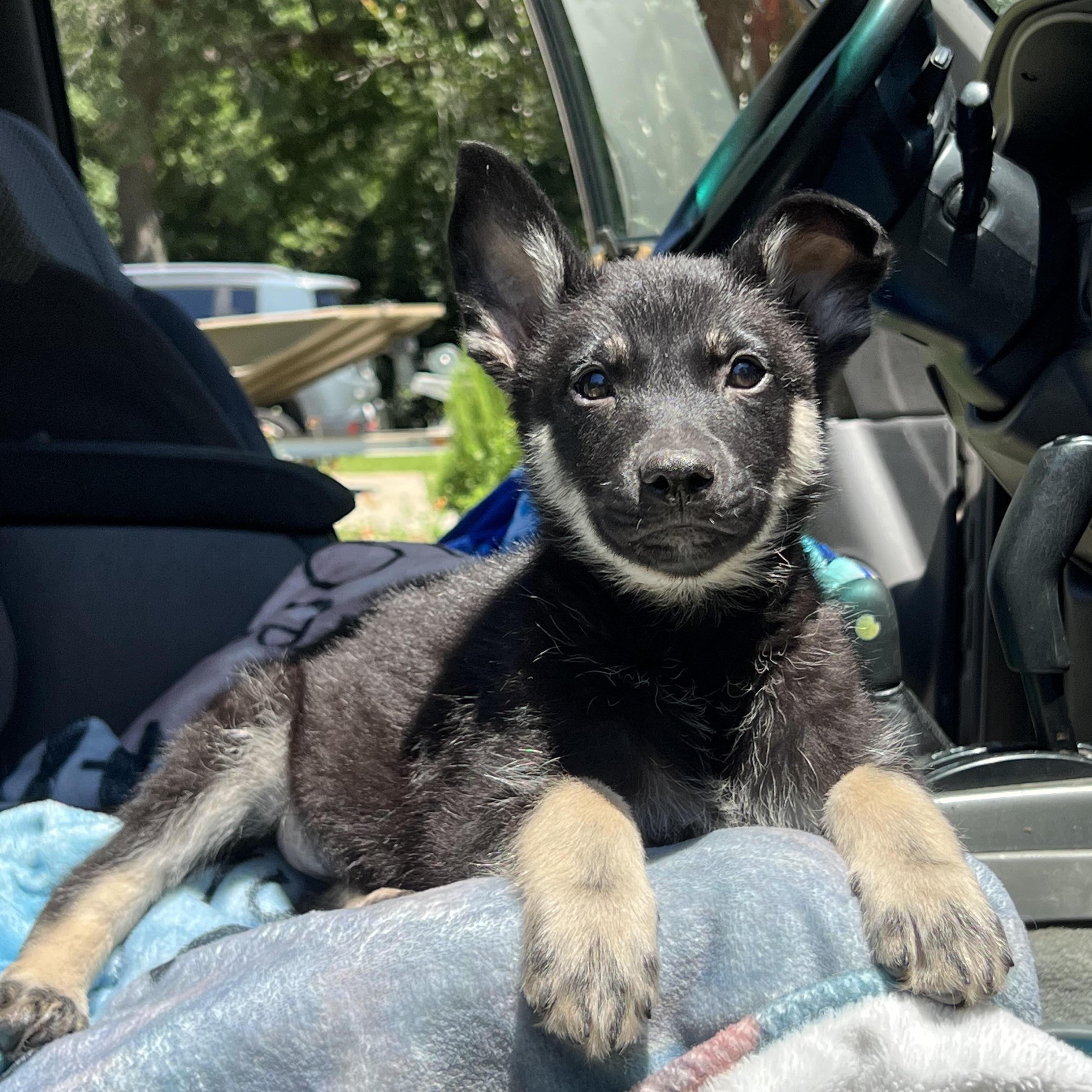 Johnny, a ADOPTABLE mixed breed in Mt Pleasant, SC image 2/6