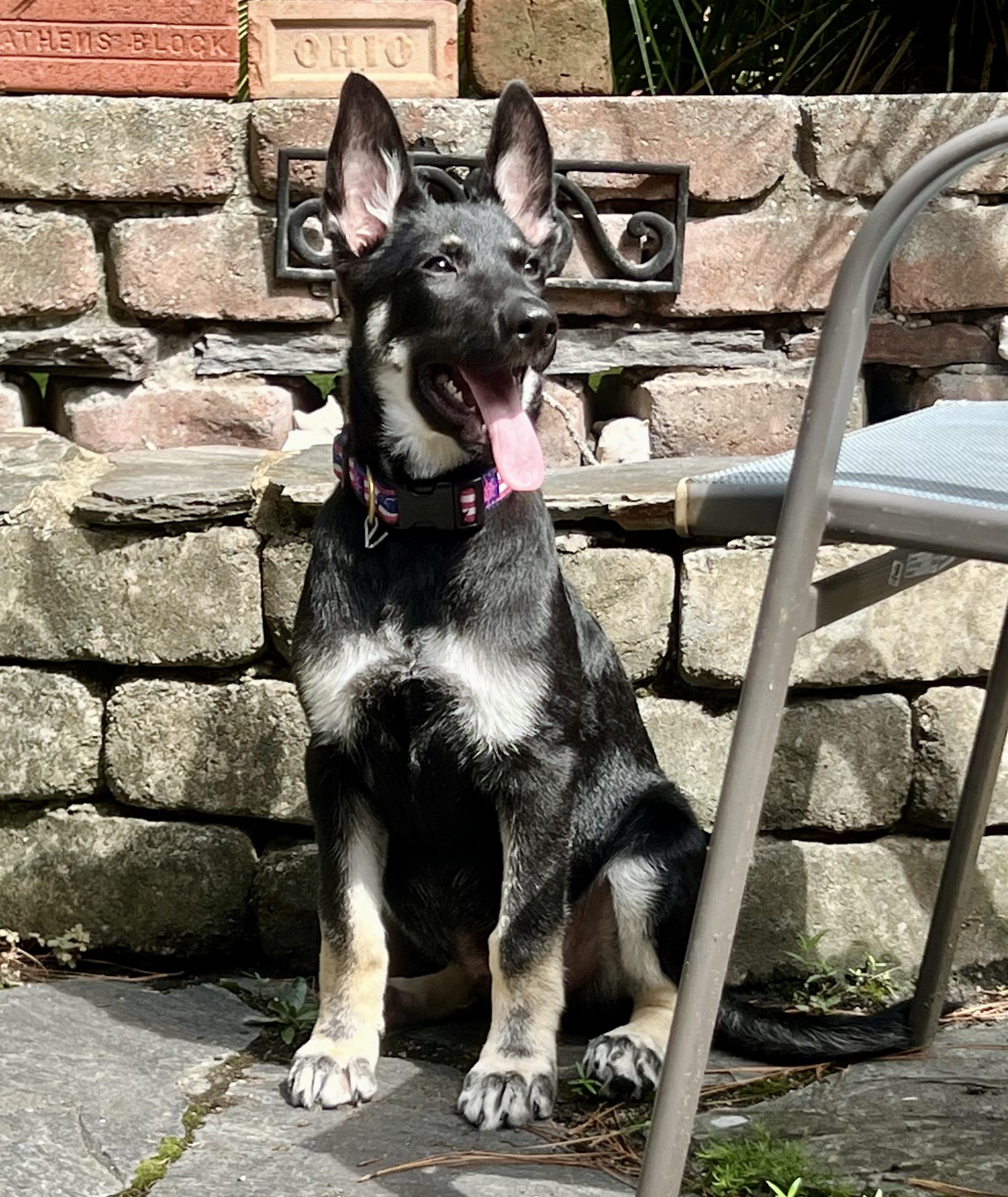 Johnny, ADOPTABLE, Puppy Male German Shepherd Dog.