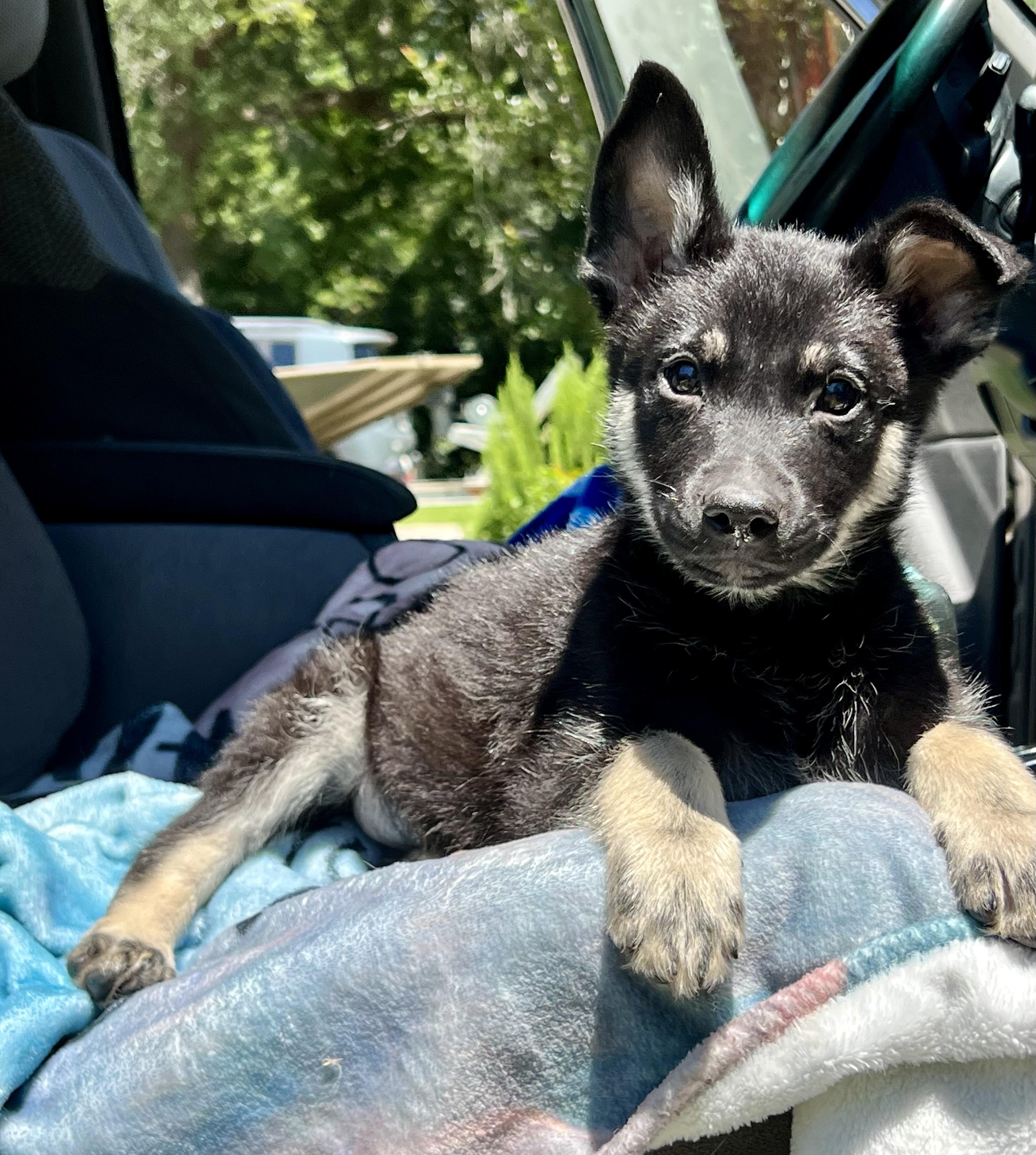 Johnny, a ADOPTABLE mixed breed in Mt Pleasant, SC image 5/6