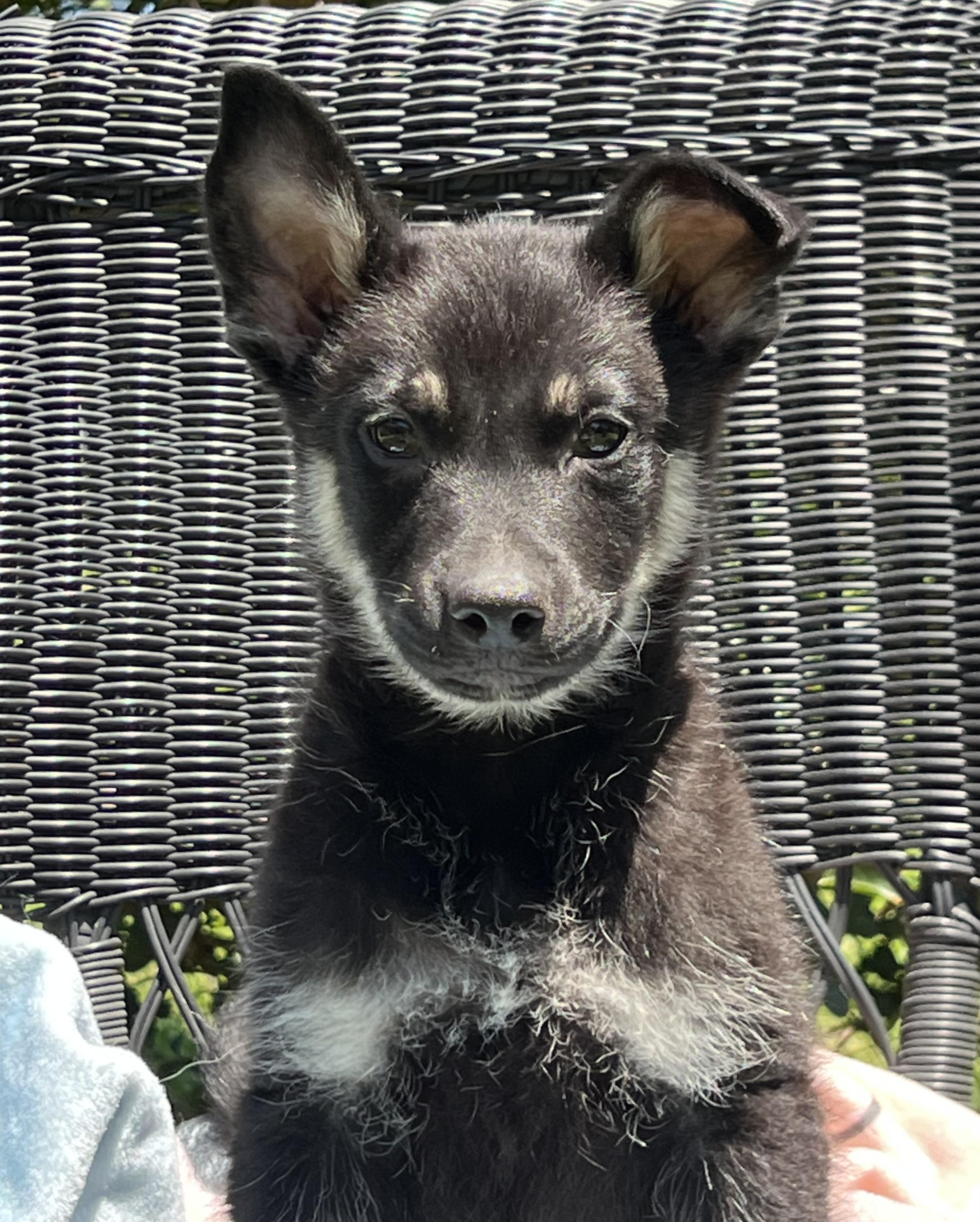 Johnny, a ADOPTABLE mixed breed in Mt Pleasant, SC image 3/6