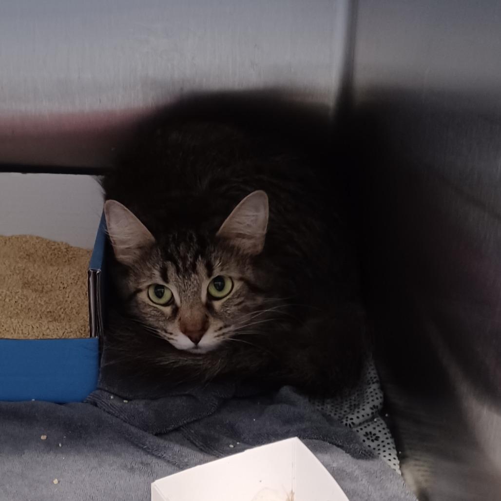 Enlarge Heidegger, a Adoptable Domestic Short Hair in Oak Park, IL image 1/1