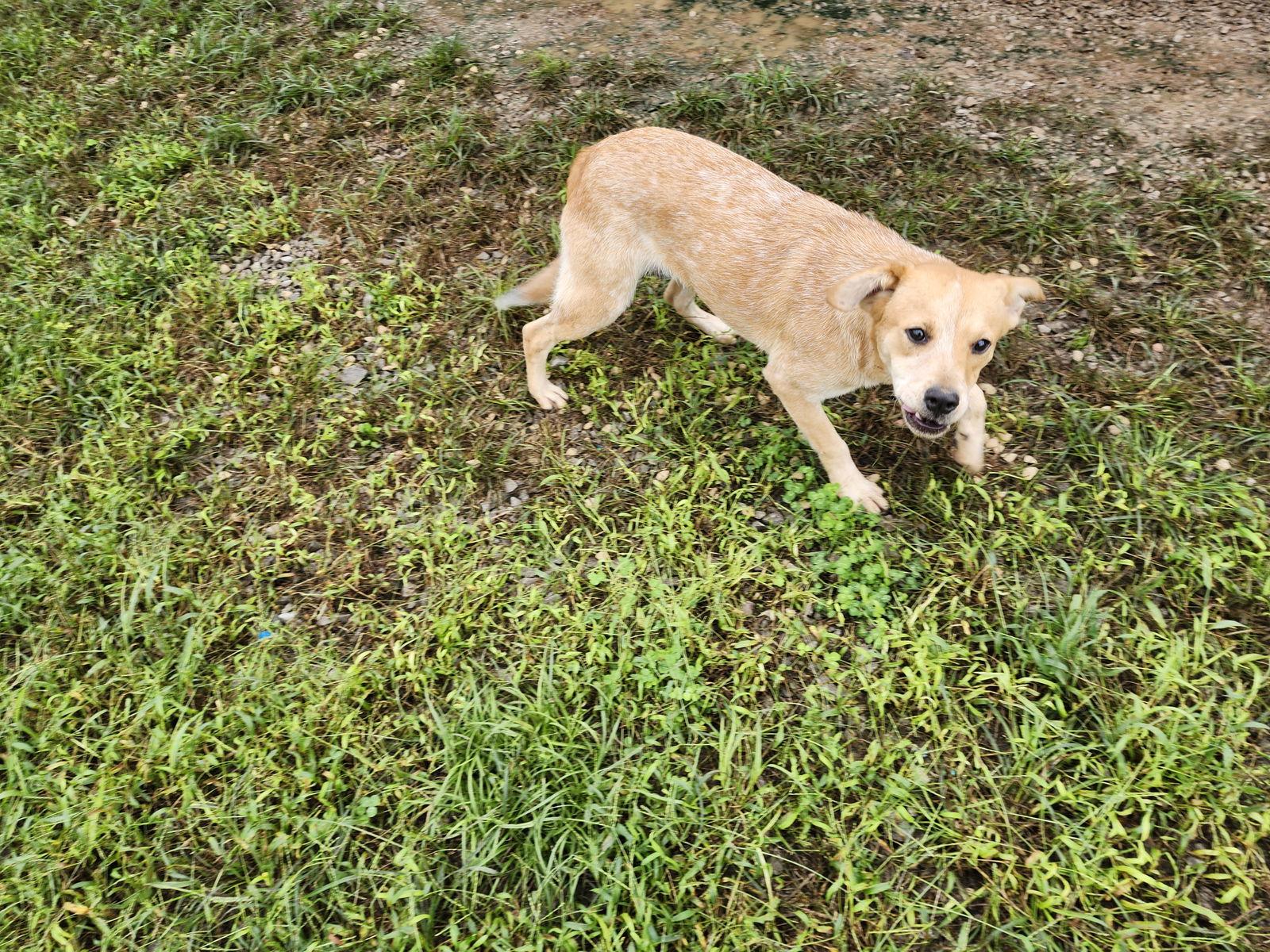 Waffle, Adoptable, Young Male Redbone Coonhound & Jack Russell Terrier.