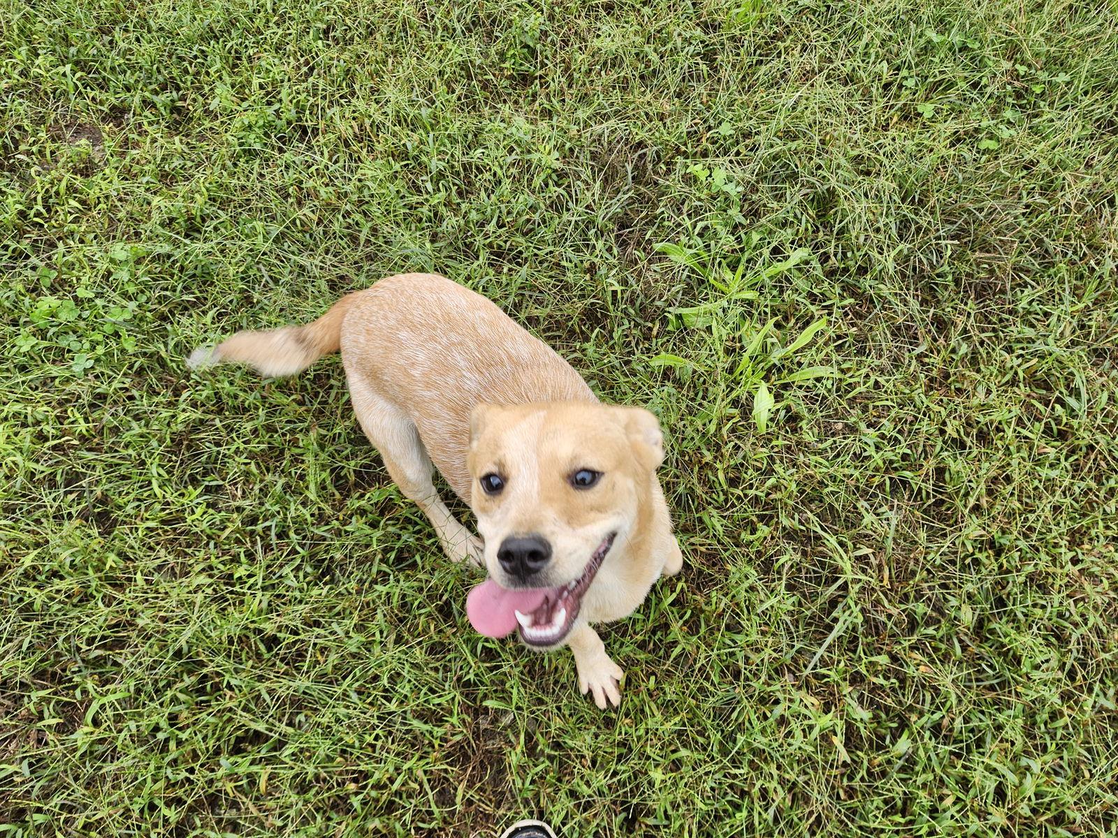 Enlarge Waffle, a Adoptable mixed breed in Hartselle, AL image 2/3