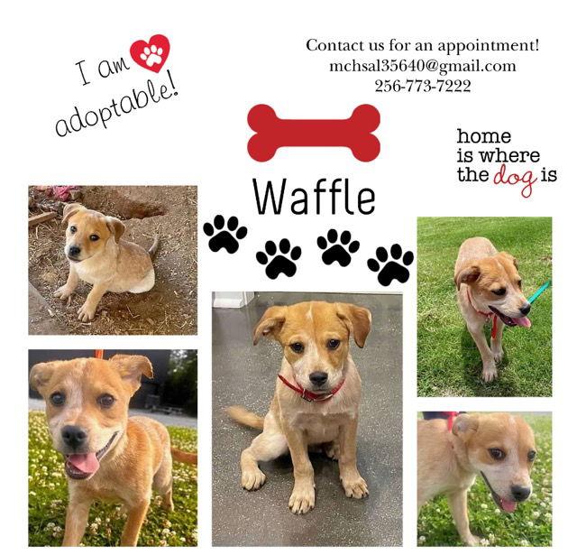 Enlarge Waffle, a Adoptable mixed breed in Hartselle, AL image 3/3
