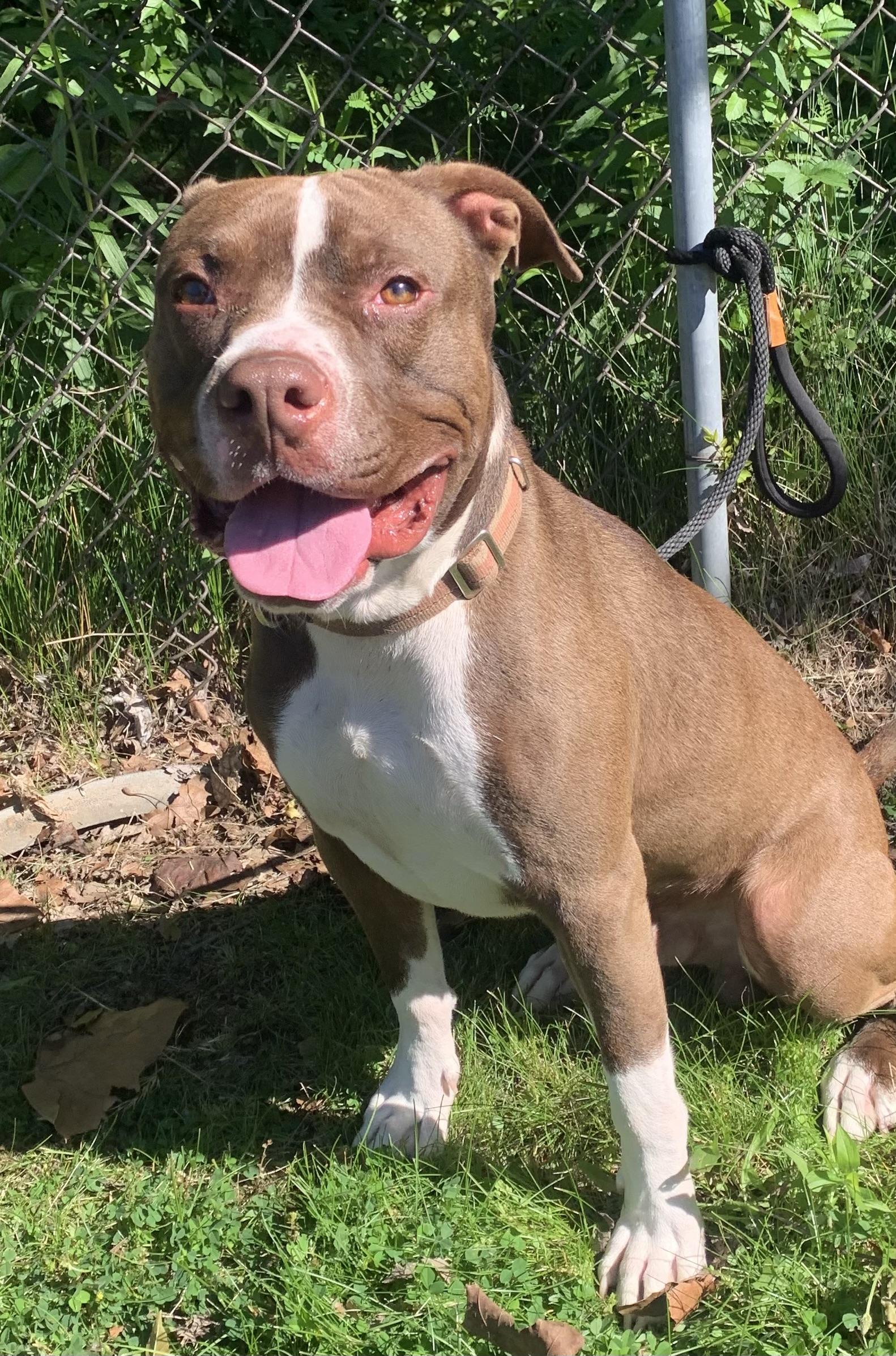 Aldo, a ADOPTABLE Mixed Breed in McKeesport, PA image 4/6