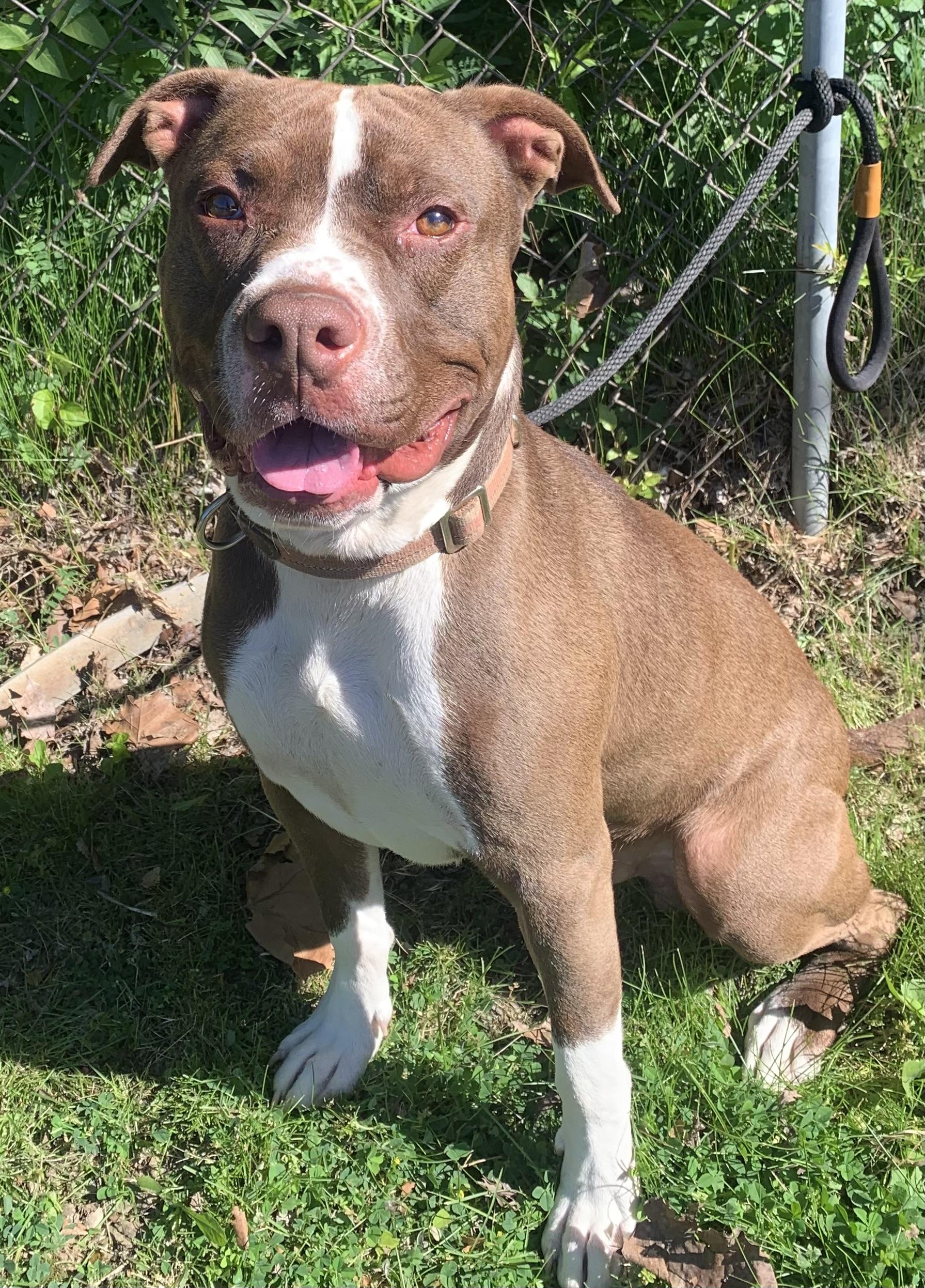 Aldo, a ADOPTABLE Mixed Breed in McKeesport, PA image 6/6