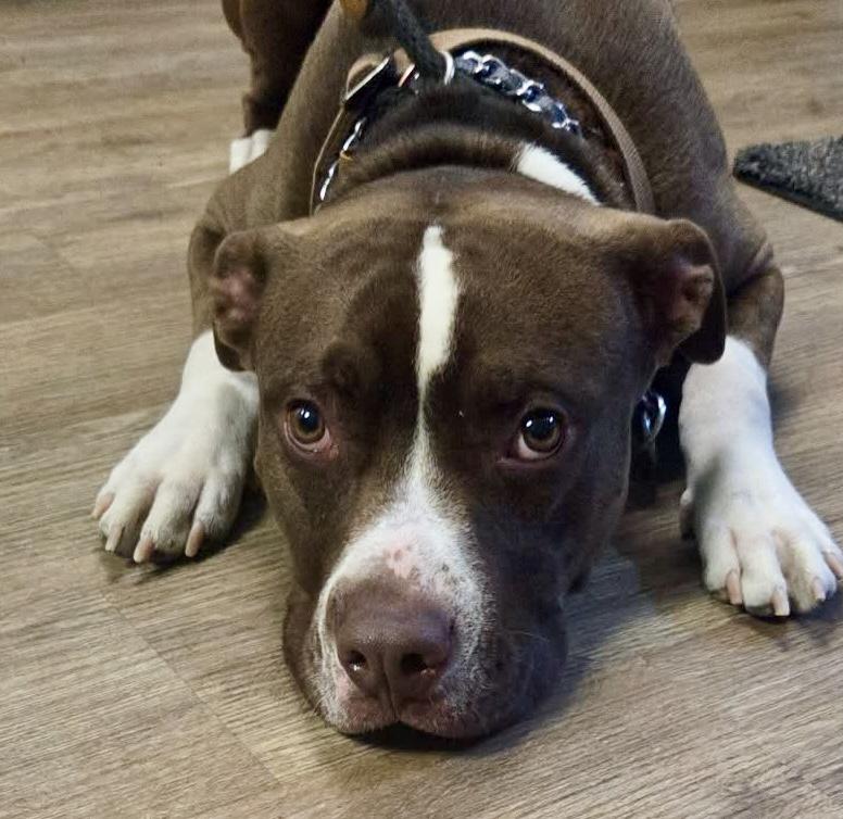 Aldo, a ADOPTABLE Mixed Breed in McKeesport, PA image 2/6